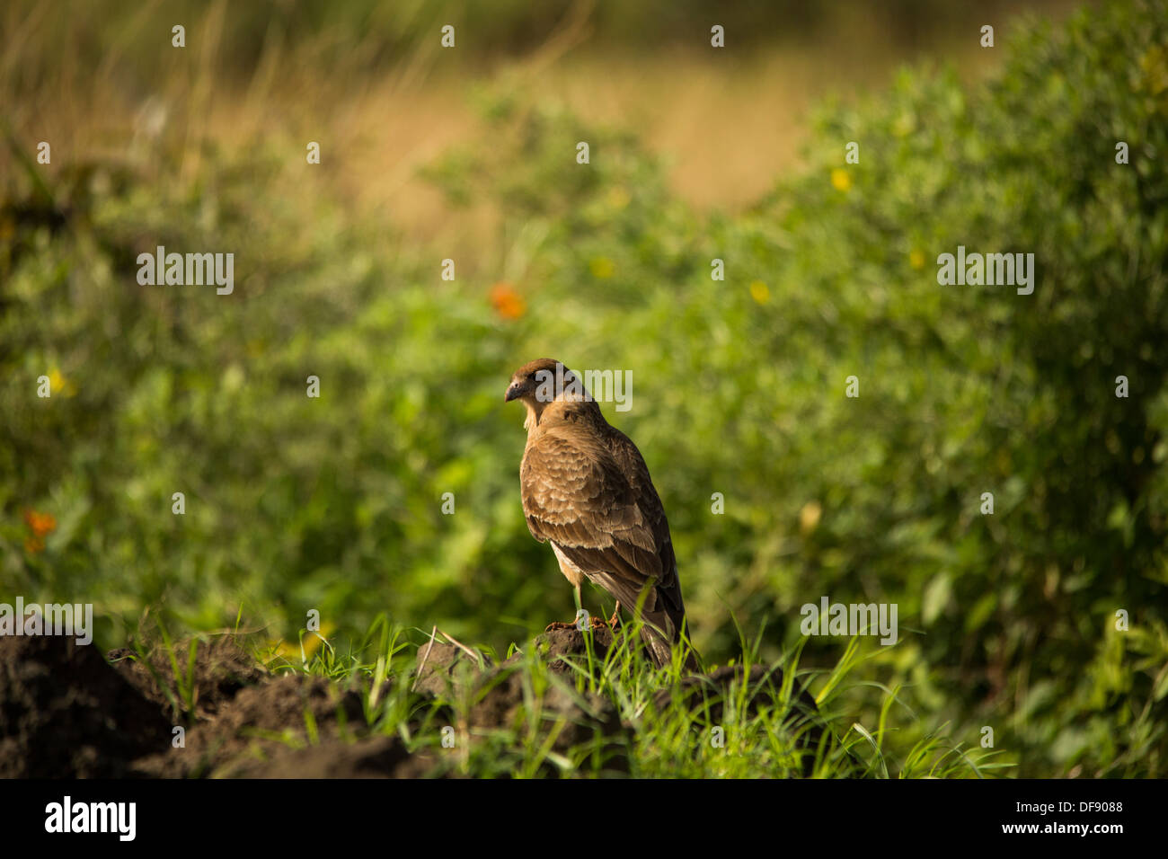 Un falco a Isola di Pasqua Foto Stock