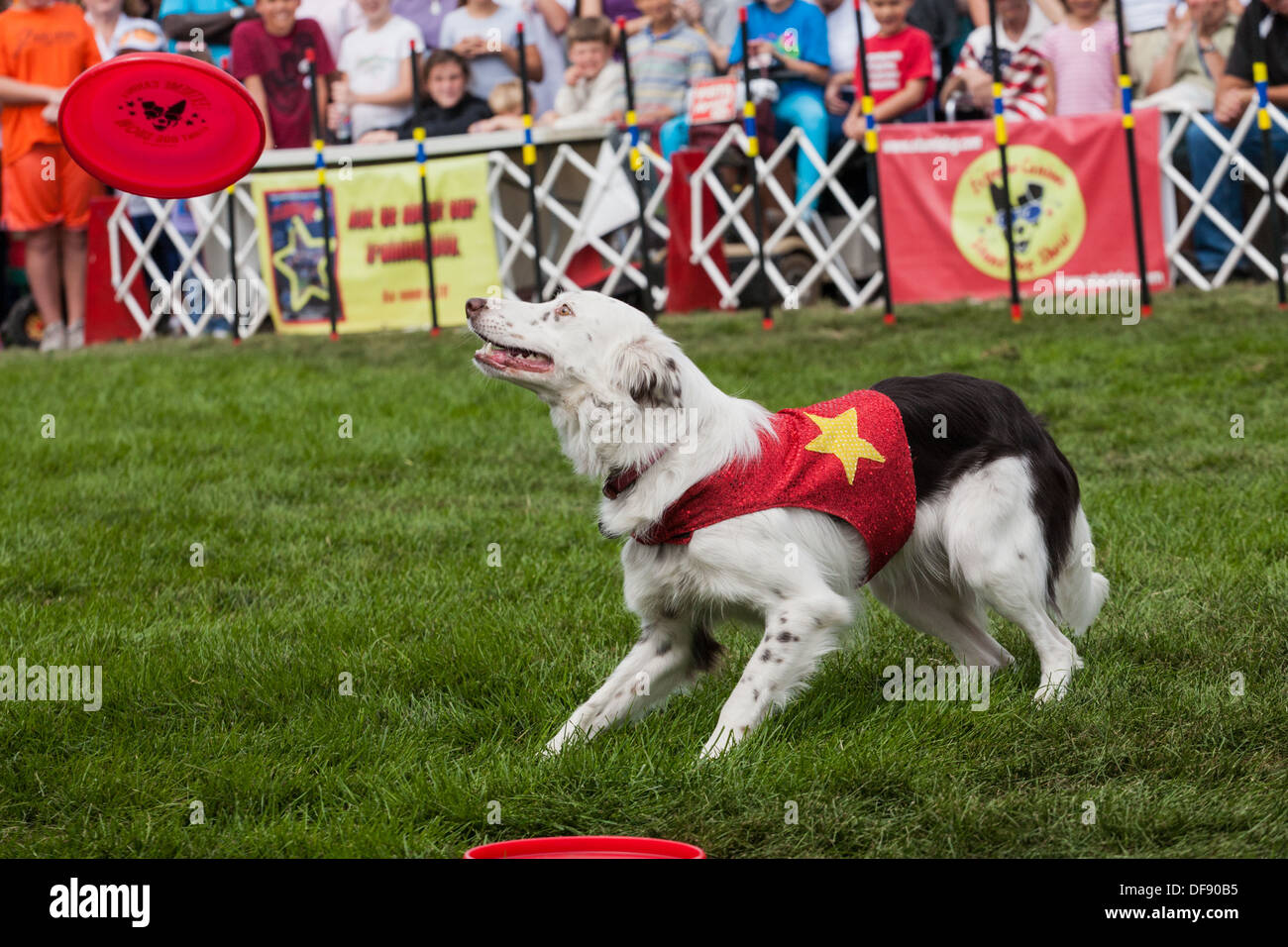 Stunt dog show, "estrema canini', pooch catture frisbee, Grande New York State Fair Foto Stock