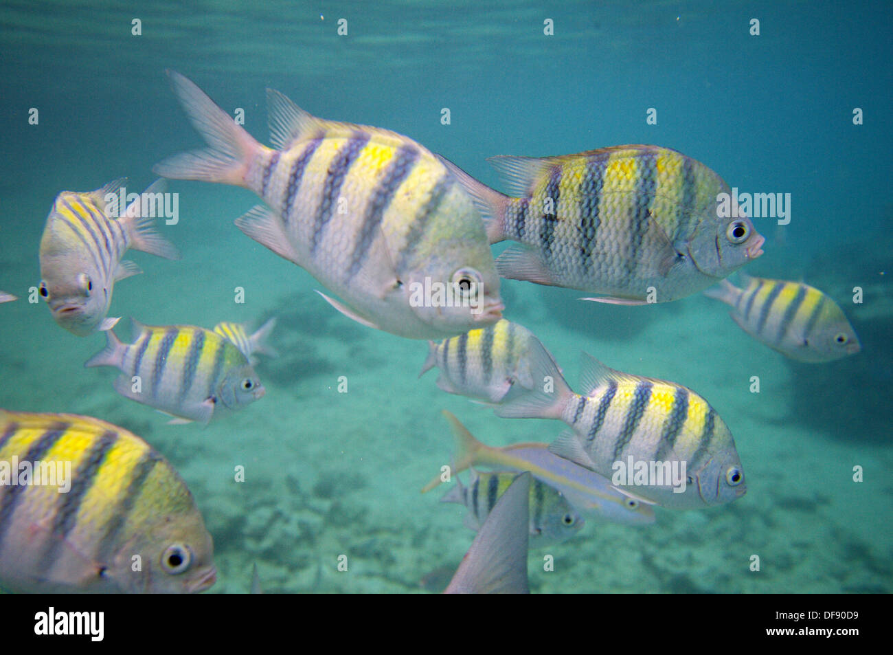 Sergente maggiore pesce in Baia dei maiali, Cuba Foto Stock