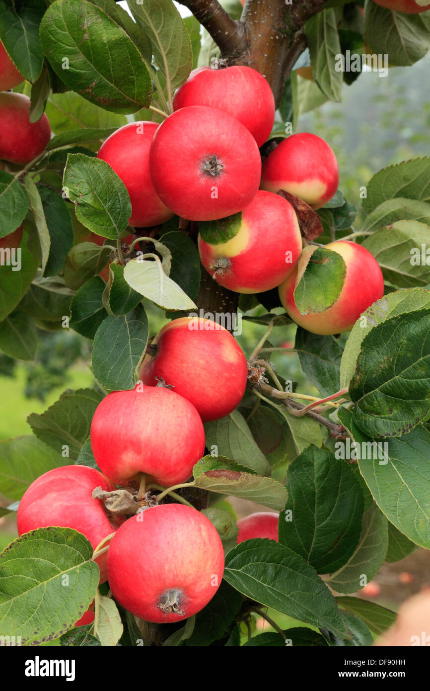 Apple, "Red Miller's Seedling ", varietà crescono sugli alberi, frutta mele rosse England Regno Unito Foto Stock