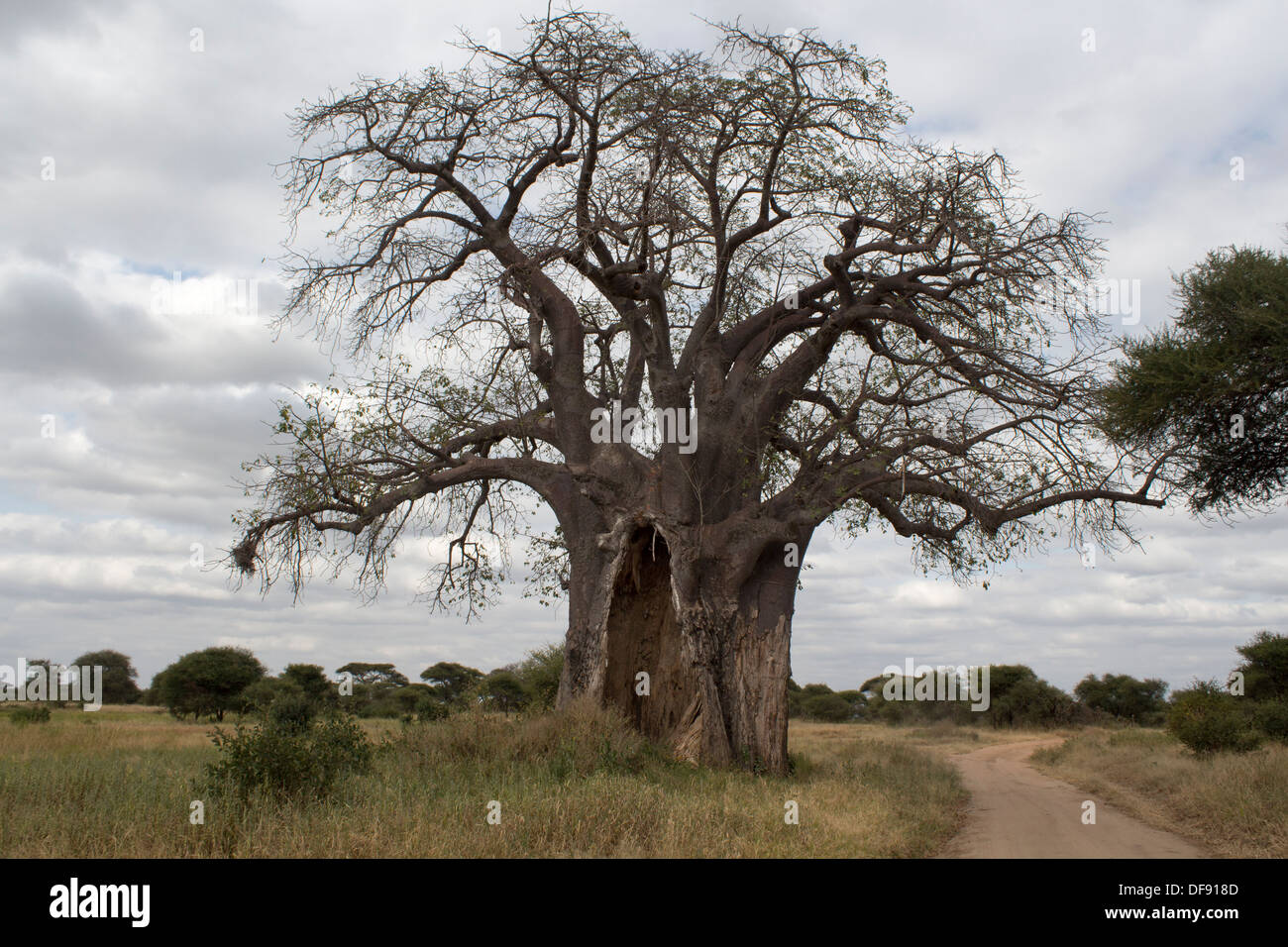 Baobab, noto anche come il capovolto tree, con danni di elefante in Tarangire Park, Tanzania Africa Foto Stock