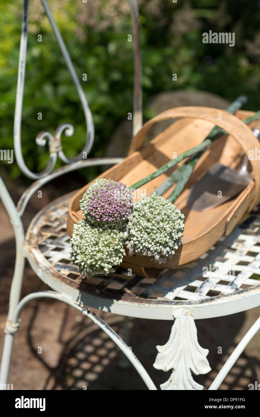 Il Porro fiori in un Sussex trug su un ferro battuto sedia. Regno Unito. Foto Stock