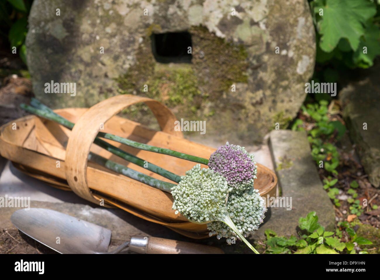 Il Porro fiori in un Sussex trug su un ferro battuto sedia. Regno Unito. Foto Stock