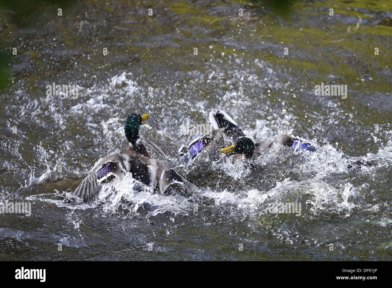 Anatre combattimento/accoppiamento in un fiume Foto Stock