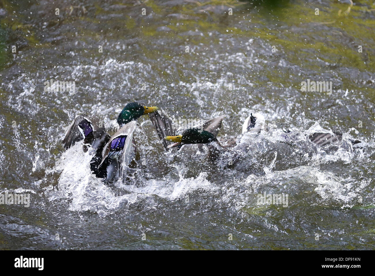 Anatre combattimento/accoppiamento in un fiume Foto Stock