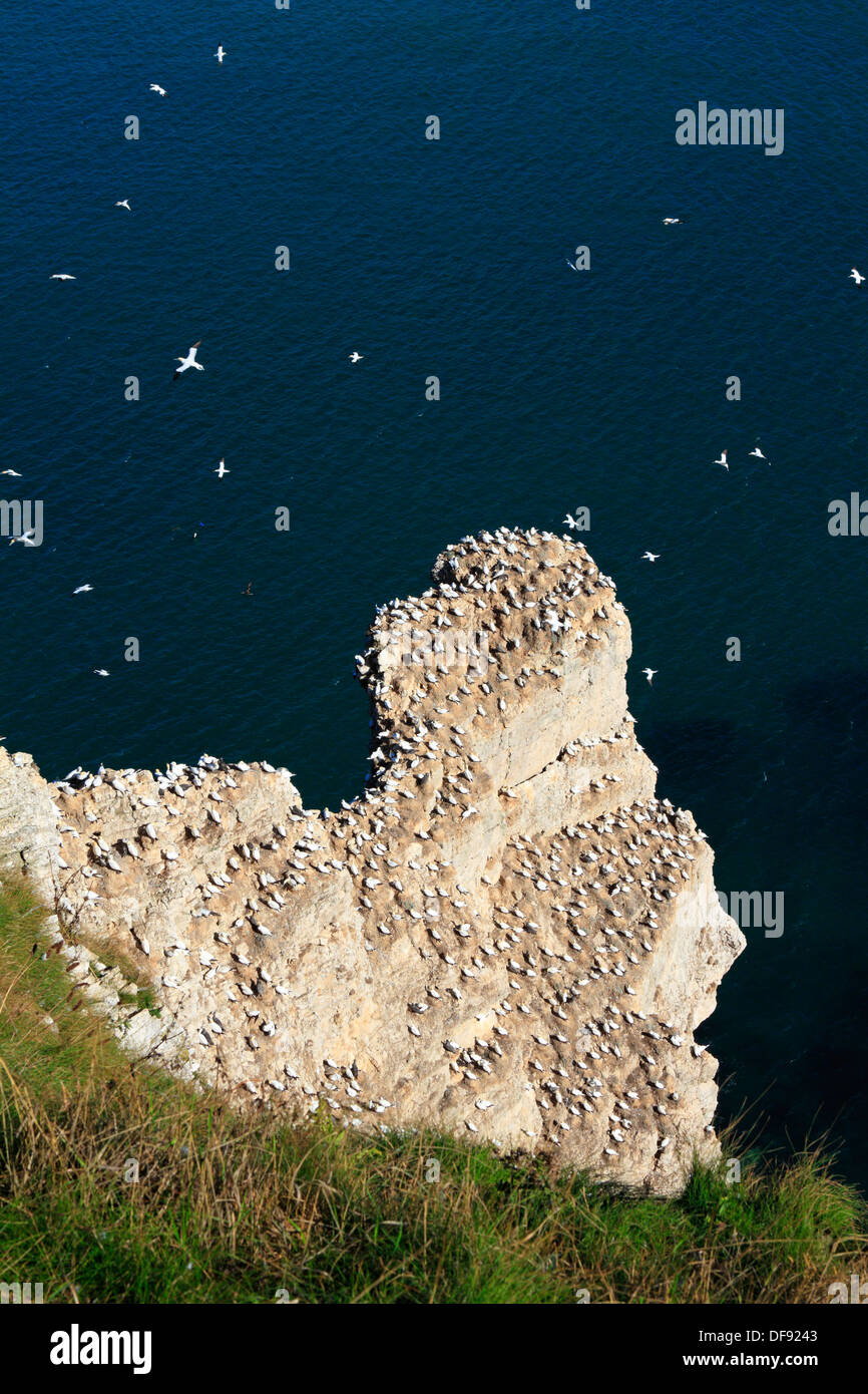 Scala Nab RSPB riserva naturale, Bempton Cliffs, East Yorkshire, Inghilterra, Regno Unito. La casa di una colonia di Gannett. Foto Stock