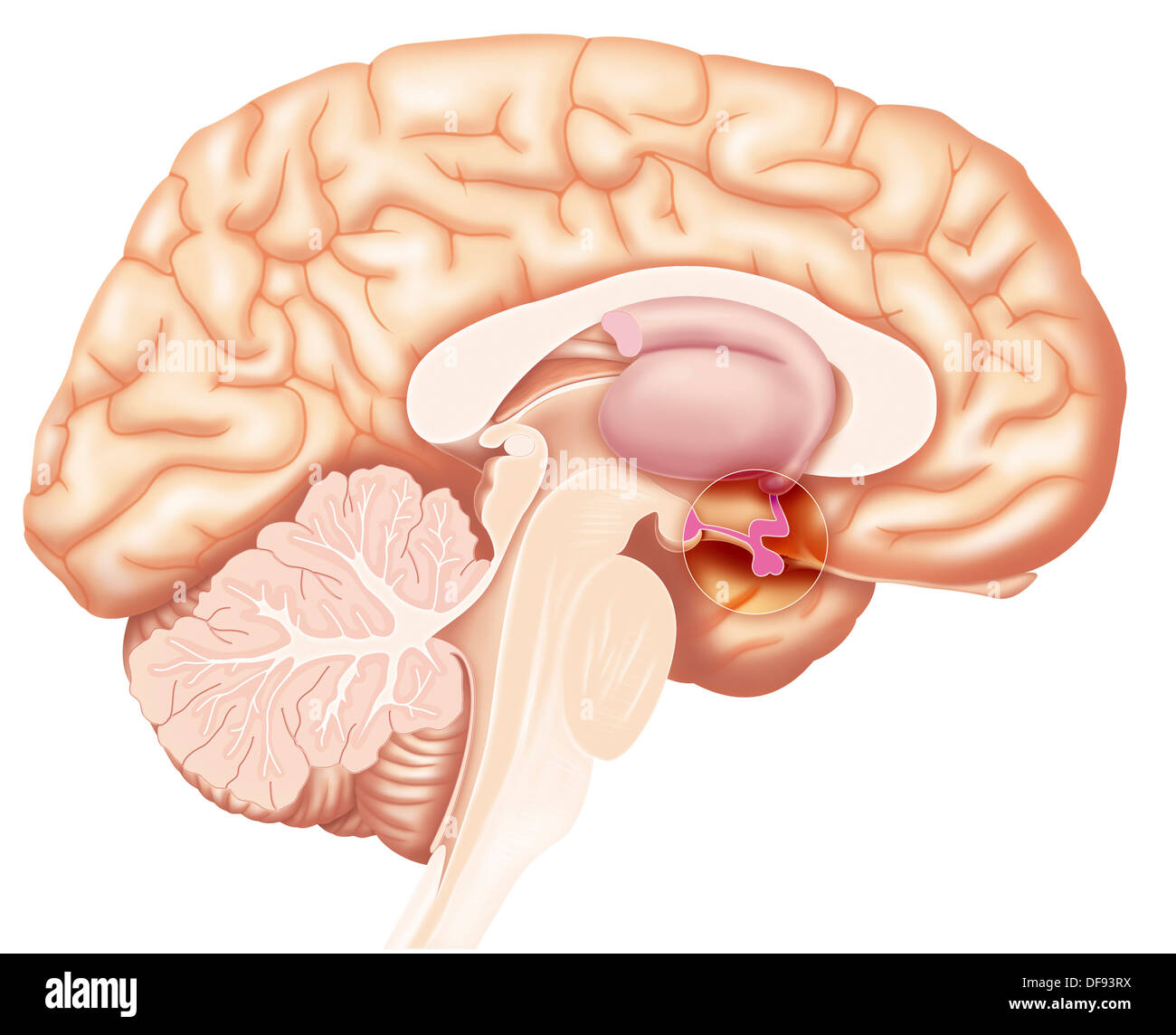Ipofisi, disegno Foto Stock