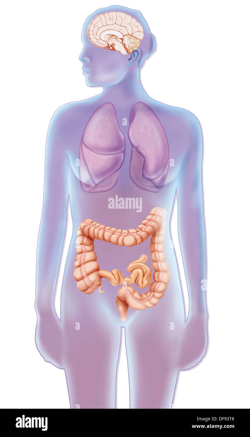 La secrezione di serotonina Foto Stock