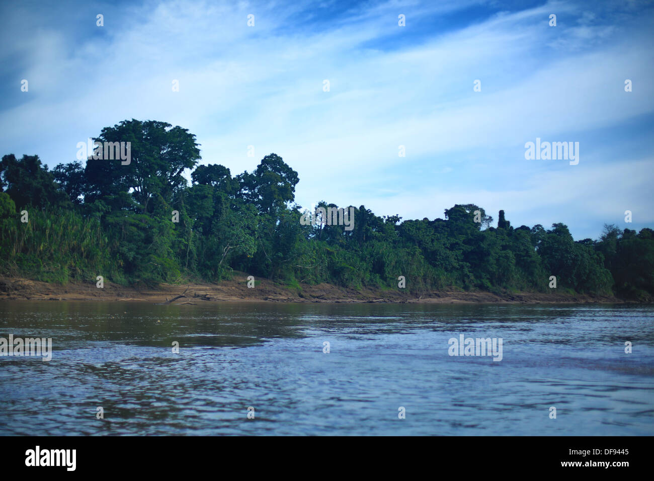 La luce diurna in Tambopata in Perù (Amazonas) Foto Stock