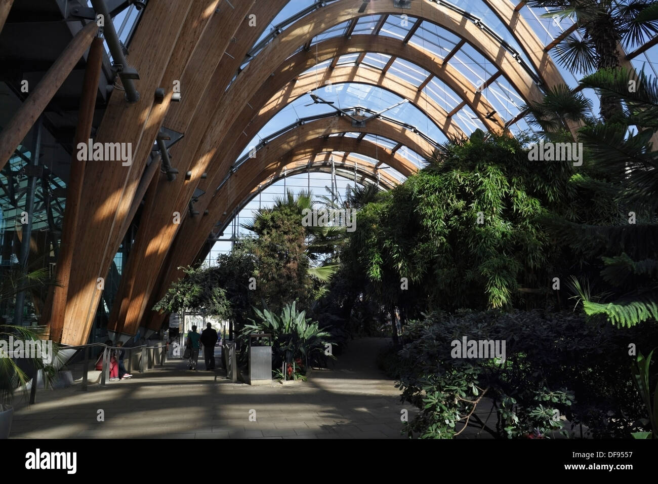 All'interno di Sheffield Winter Garden Temperate Glasshouse, attrazione del centro della città inglese Foto Stock