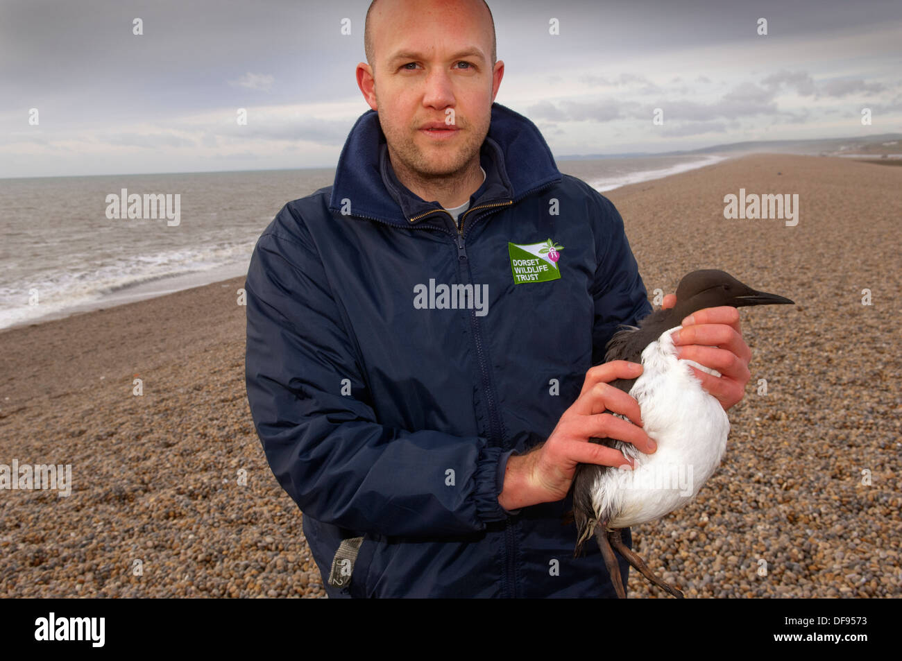 Disastro di inquinamento sulla costa meridionale dell'Inghilterra , dove uccelli morti si trovano a Chesil Beach, Dorset e puliti al centro RSPCA West Hatch. Foto Stock Disastro di inquinamento sulla costa meridionale dell'Inghilterra , dove uccelli morti si trovano a Chesil Beach, Dorset e puliti al centro RSPCA West Hatch. Foto Stock