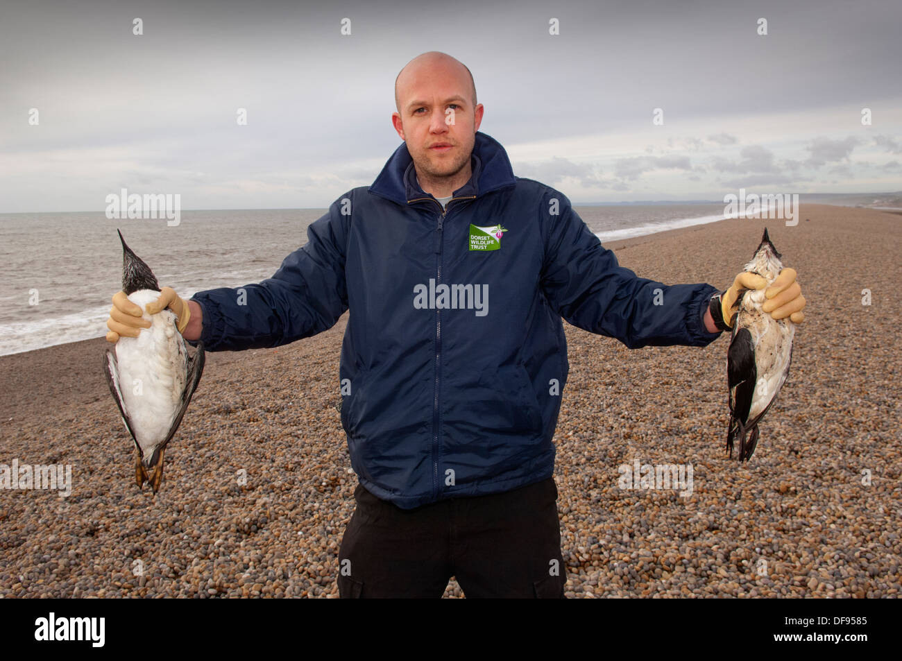 Disastro di inquinamento sulla costa meridionale dell'Inghilterra , dove uccelli morti si trovano a Chesil Beach, Dorset e puliti al centro RSPCA West Hatch. Foto Stock Disastro di inquinamento sulla costa meridionale dell'Inghilterra , dove uccelli morti si trovano a Chesil Beach, Dorset e puliti al centro RSPCA West Hatch. Foto Stock