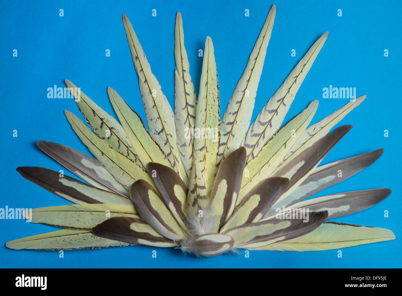 A forma di ventola di raccolta di giallo uccello Cockatiel piume su uno sfondo blu Foto Stock