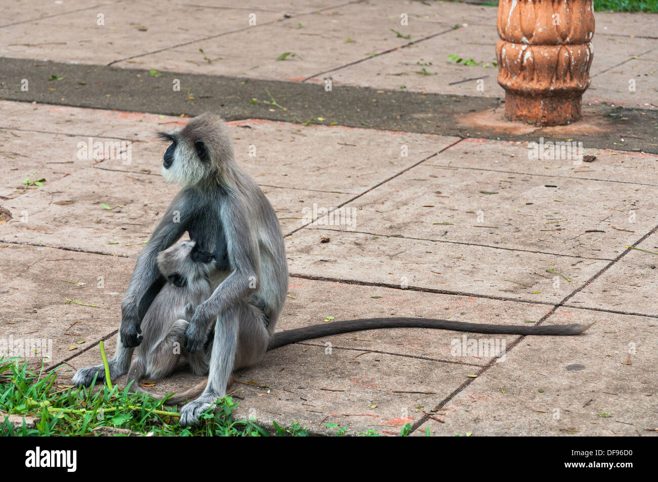 Hanuman langur con giovani in Anuradhapura, Sri Lanka, tempo di alimentazione Foto Stock