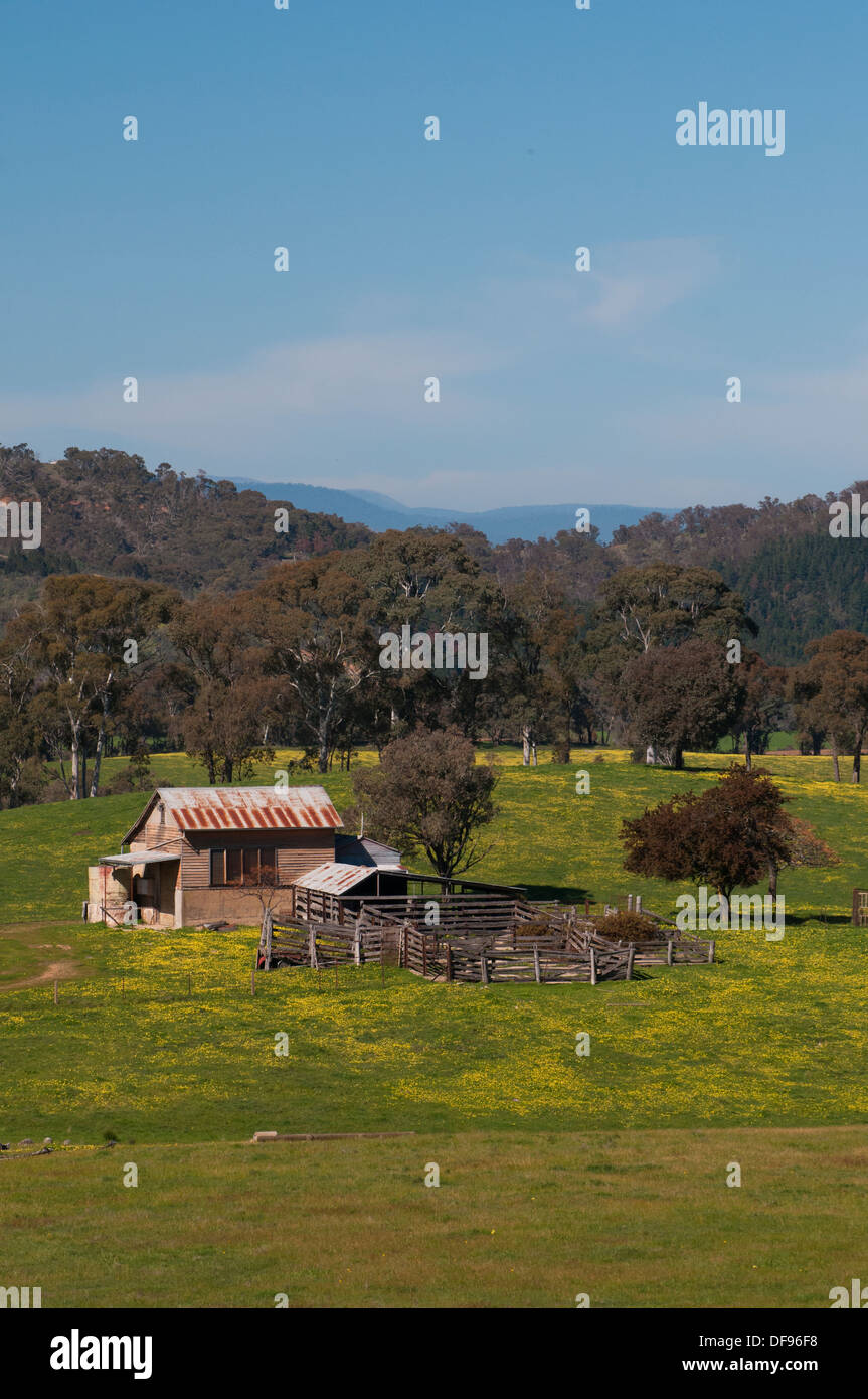 Australian road trip: casa colonica e cattleyard fuori Beechworth, nordest Victoria Foto Stock Australian road trip: casa colonica e cattleyard fuori Beechworth, nordest Victoria Foto Stock