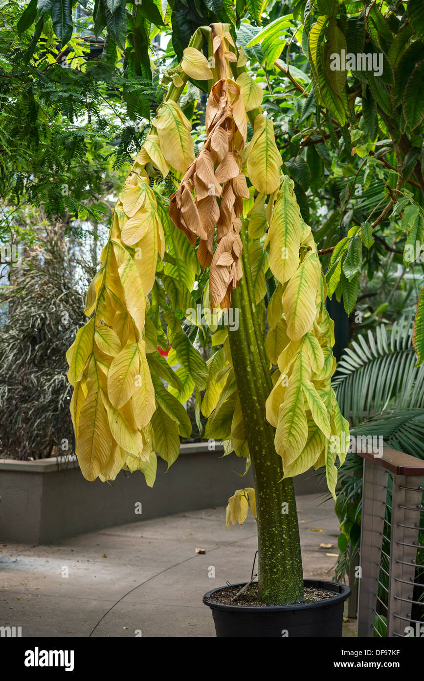 La singola foglia gigante di Amorphophallus titanum impianto. Foto Stock