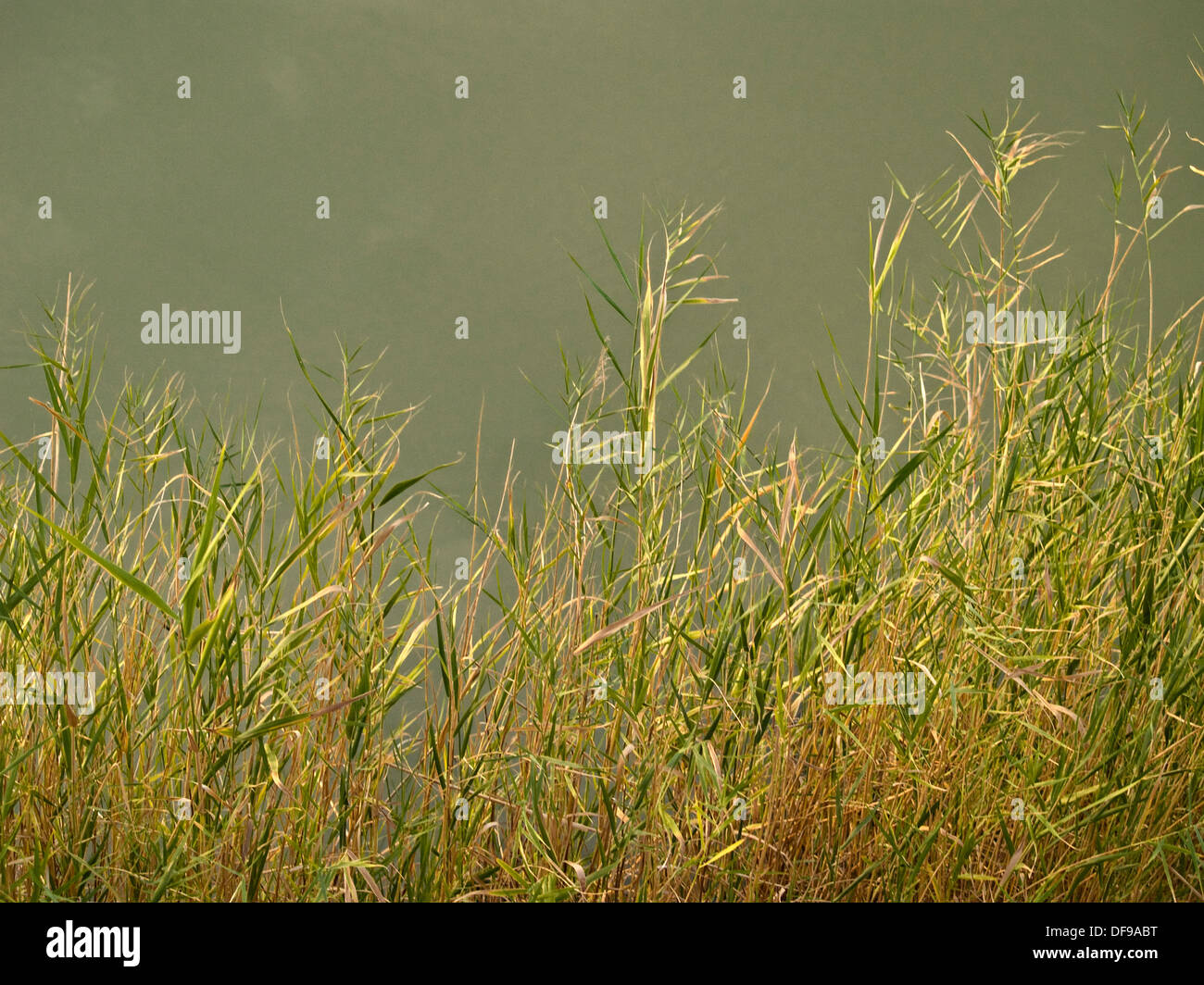 Erbe accanto al fiume Foto Stock