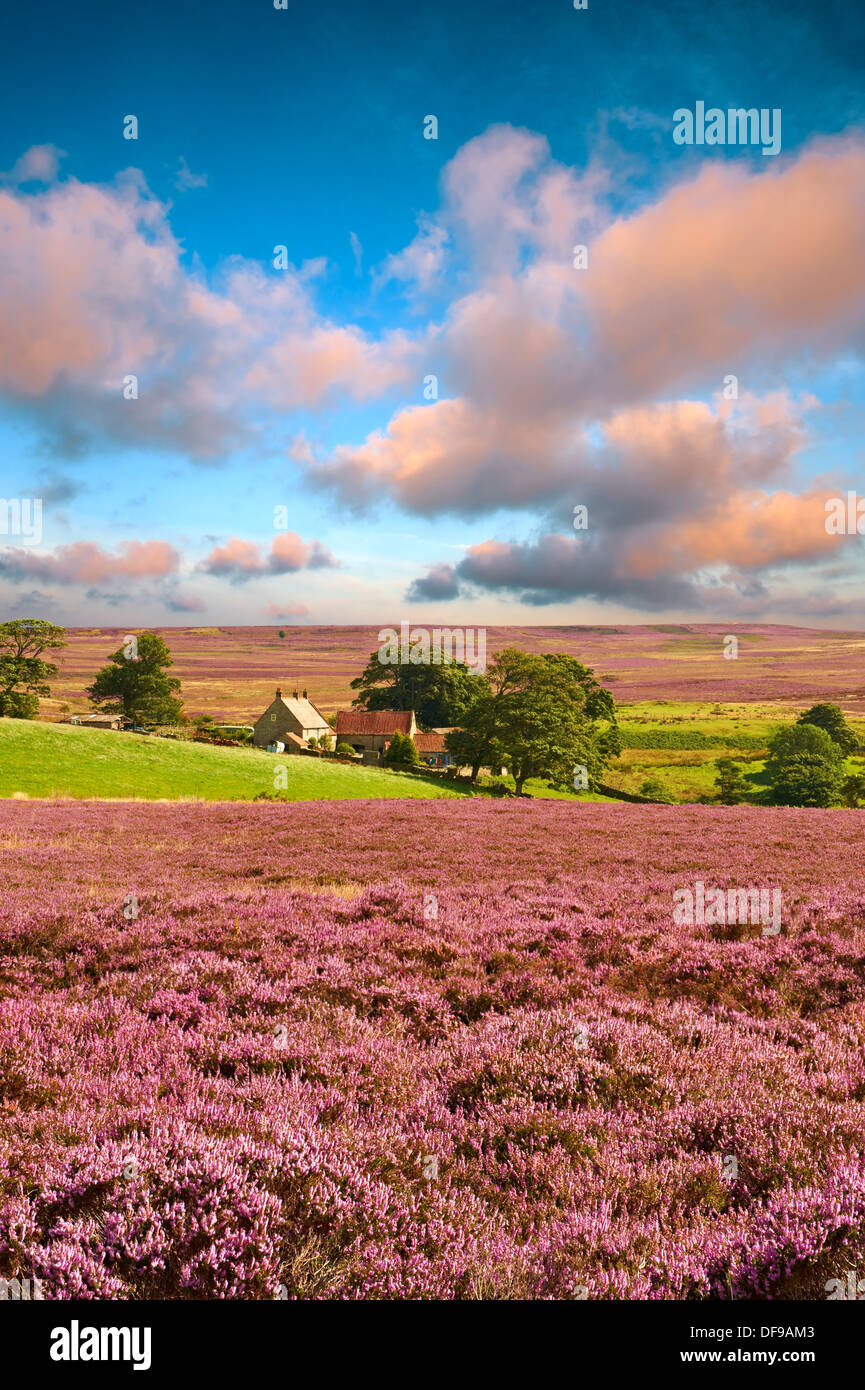 Vista di Danby Dale e mori e fattoria con heather fioritura. North Yorks National Park, North Yorkshire, Inghilterra Foto Stock