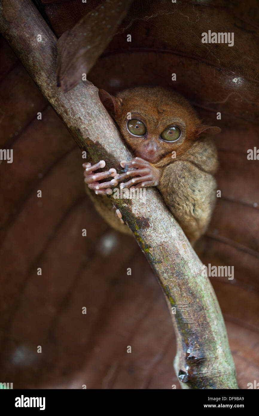 Una filippina di Tarsier, Carlito syrichta, aggrappato ad un ramo a Tarsier Conservation Area vicino Loboc, Bohol, Filippine. Foto Stock