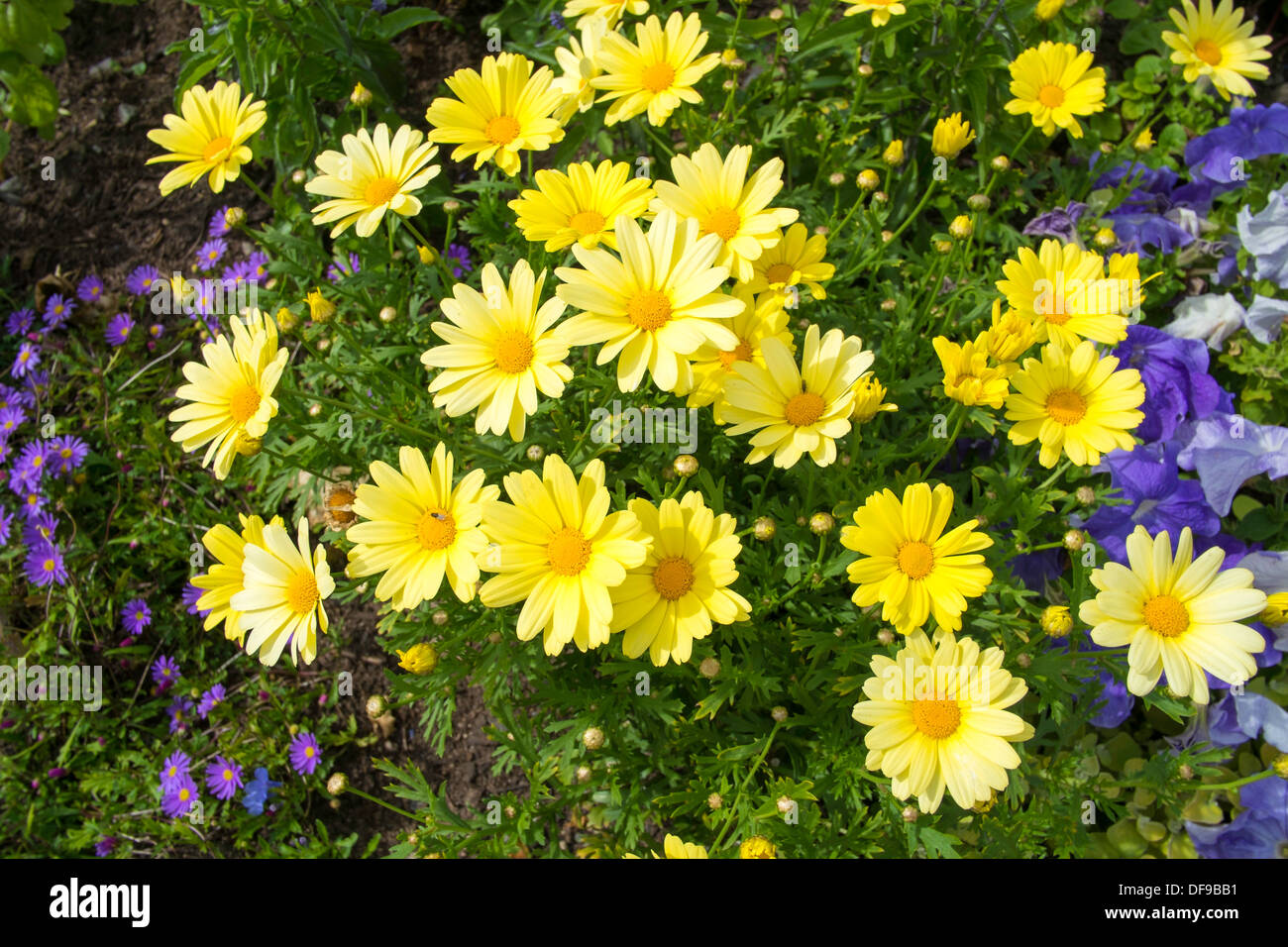 Fioritura giallo margherite, Frogner Park, Oslo, Norvegia Foto Stock