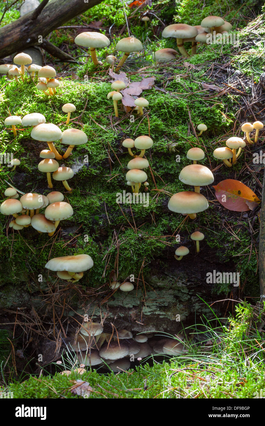 Ciuffi di zolfo, Hypholoma fasciculare Foto Stock