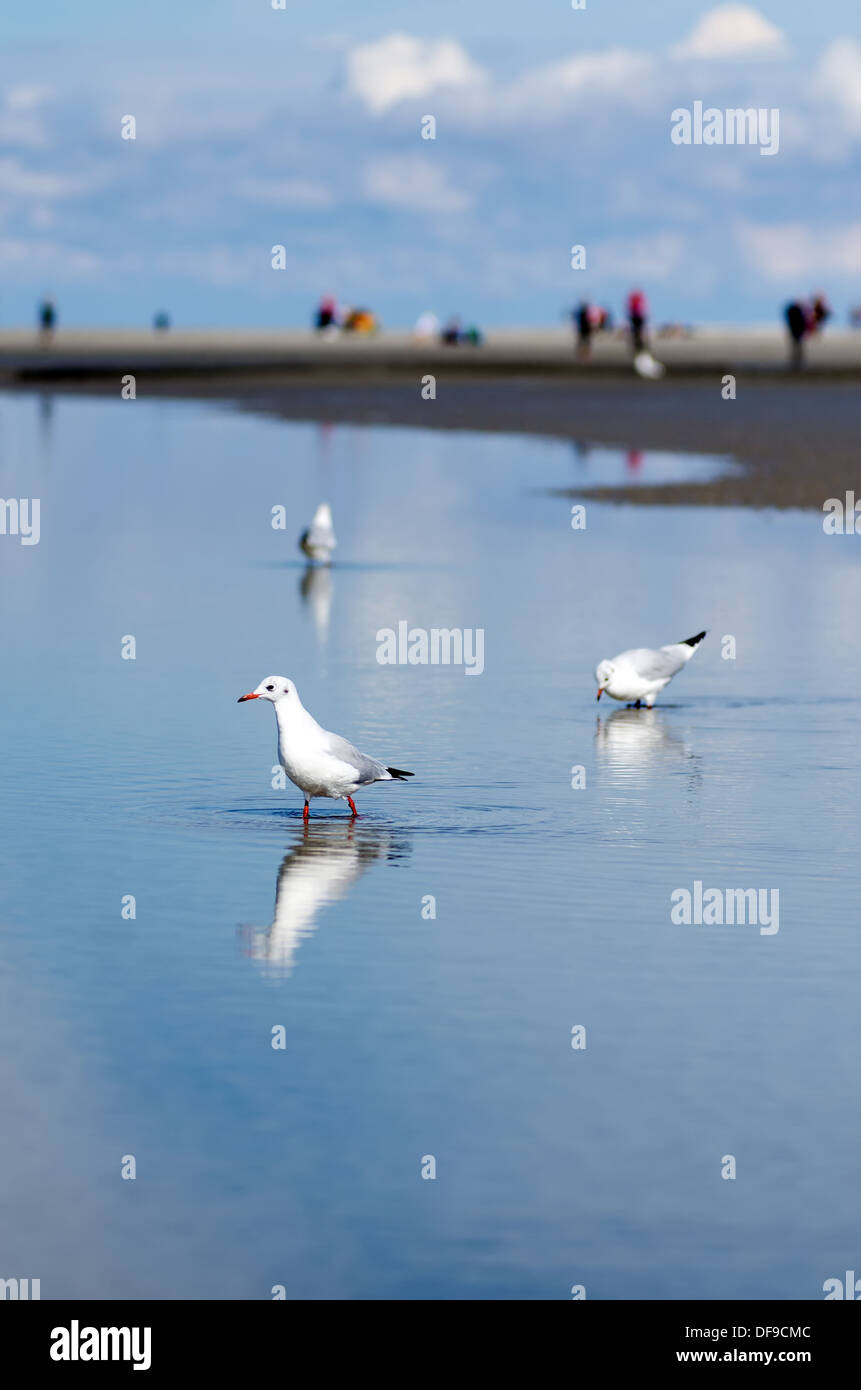 Tre i gabbiani in acqua sulla spiaggia dal Mare del Nord Foto Stock