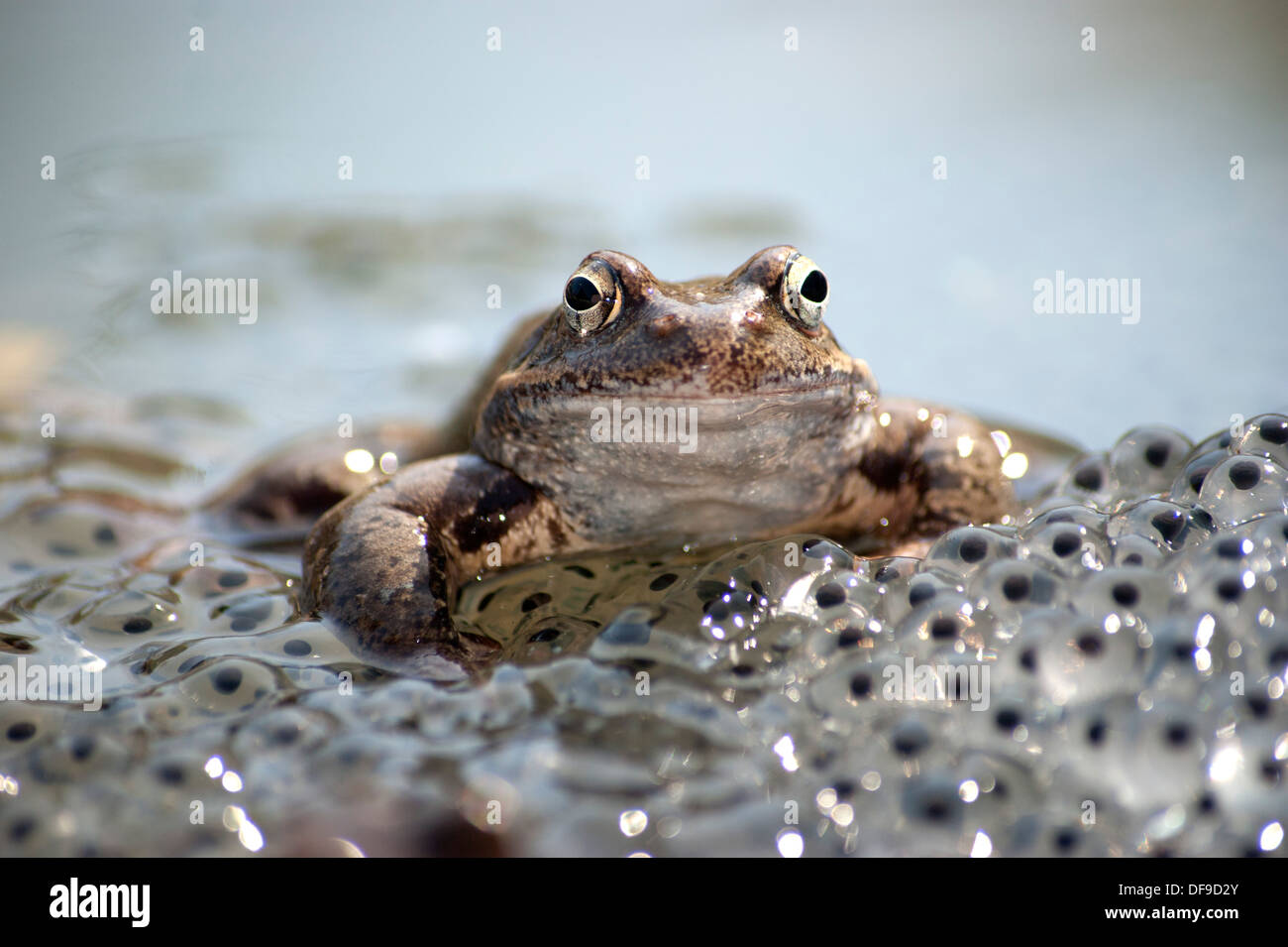 Rana e la sua frog spawn Foto Stock