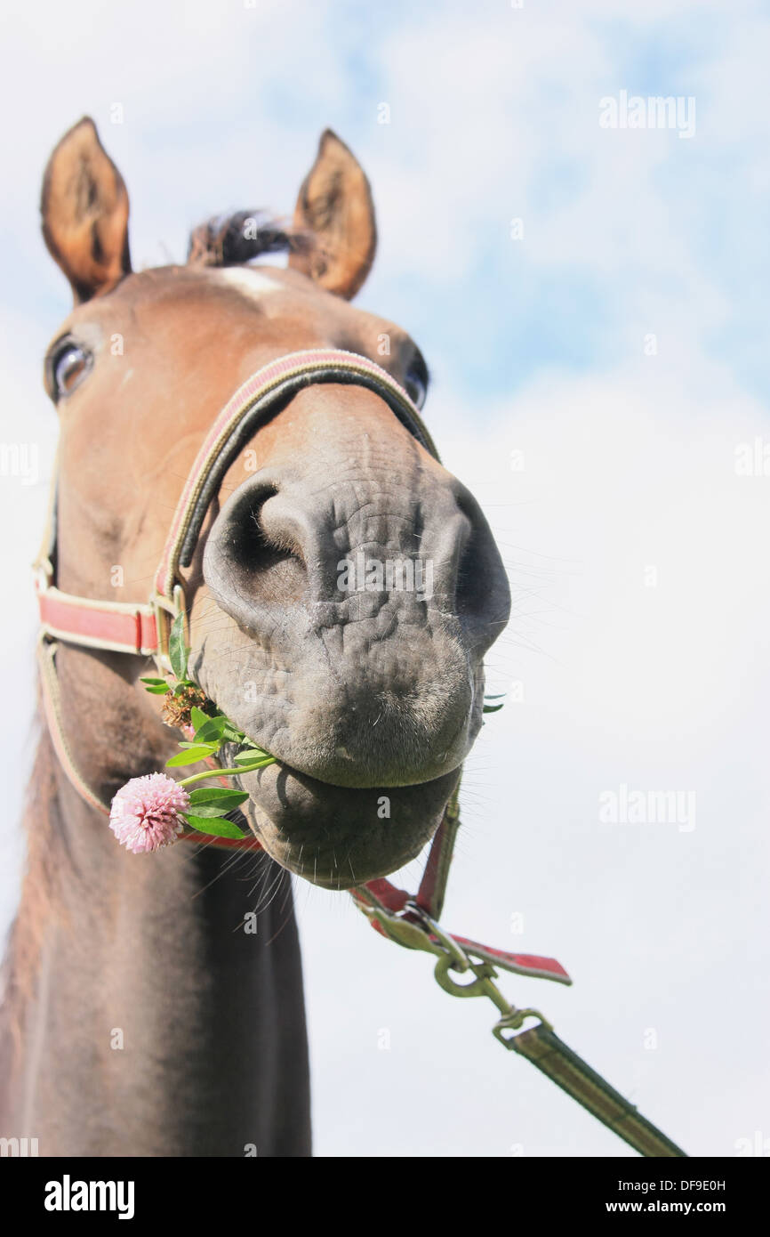 Cavallo divertente Foto Stock