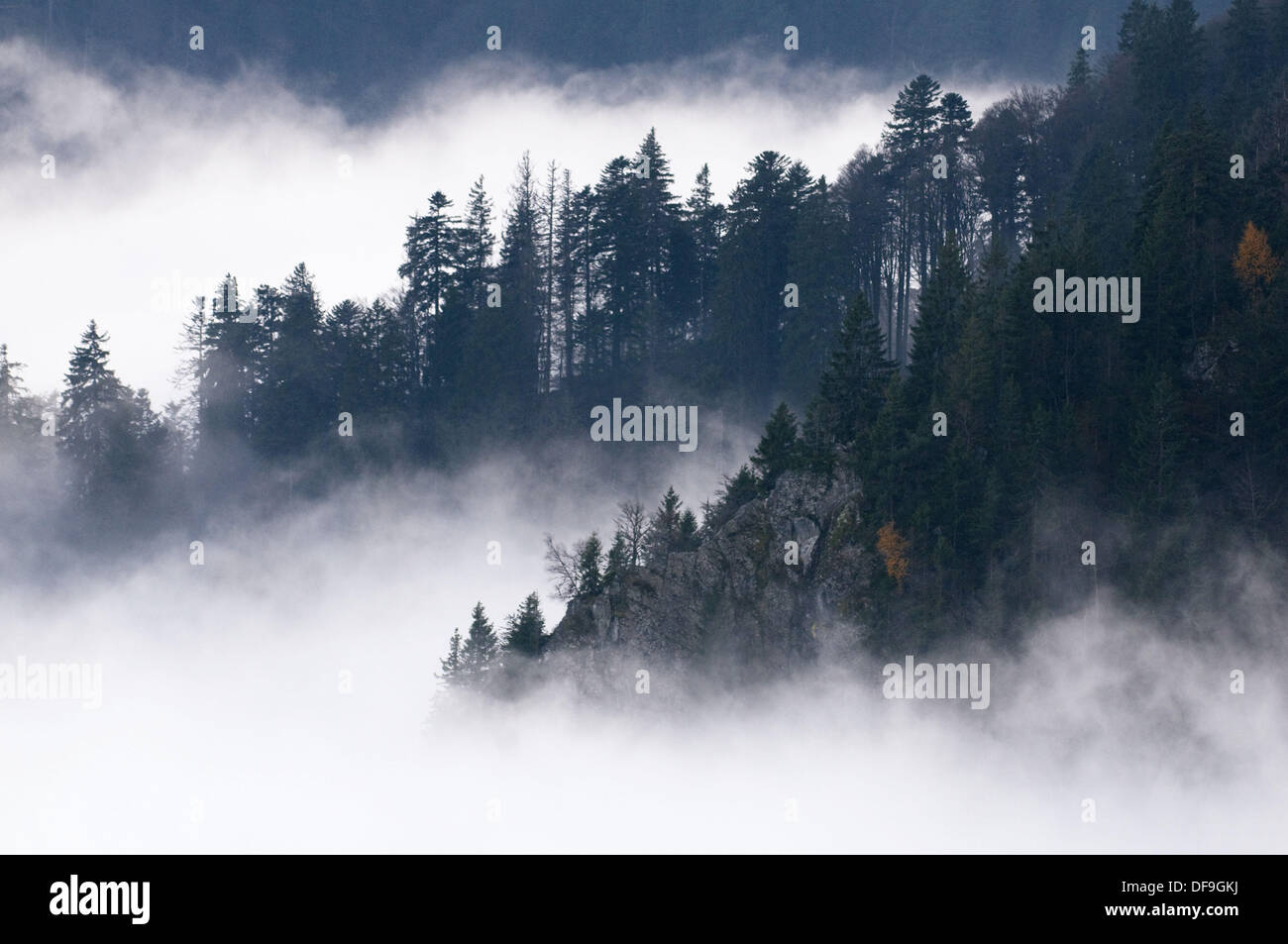 Coperchio di nebbia in montagne Vosges, autunno, abbassare le gamme della montagna, piste con pineta al massiccio Hohneck, Vosges, Francia Foto Stock