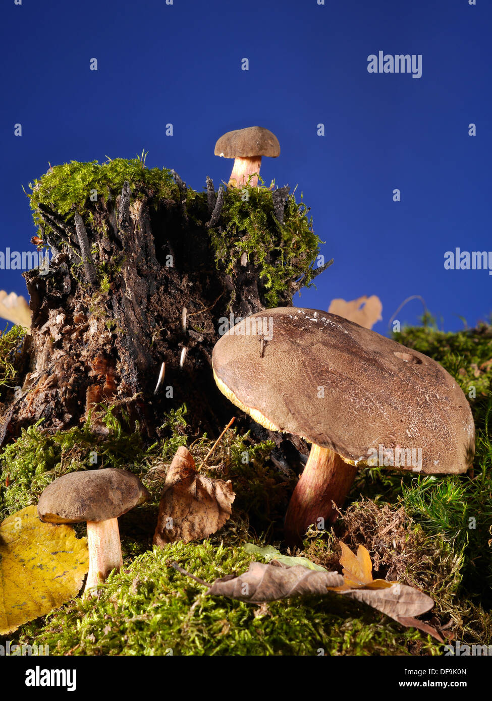 Tre bay funghi porcini crescono nella foresta Foto Stock