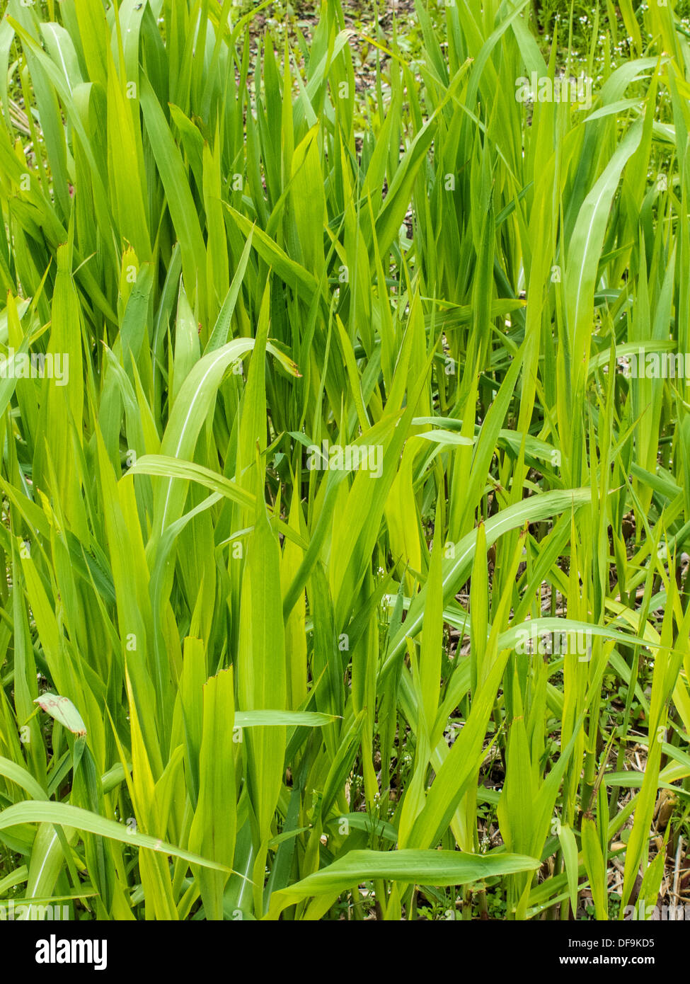 Il miscanto 675 erba cresciuto come un combustibile di biomassa Foto Stock