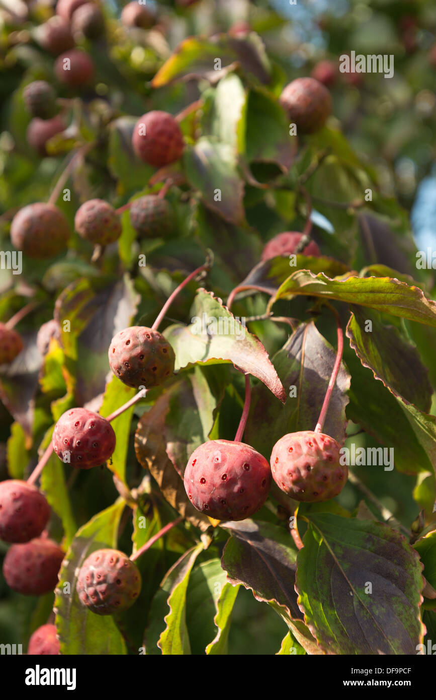 Estremamente insolito alien quasi cercando rosa rossa frutta frutto di Kousa sanguinello tree specie di lampone Foto Stock