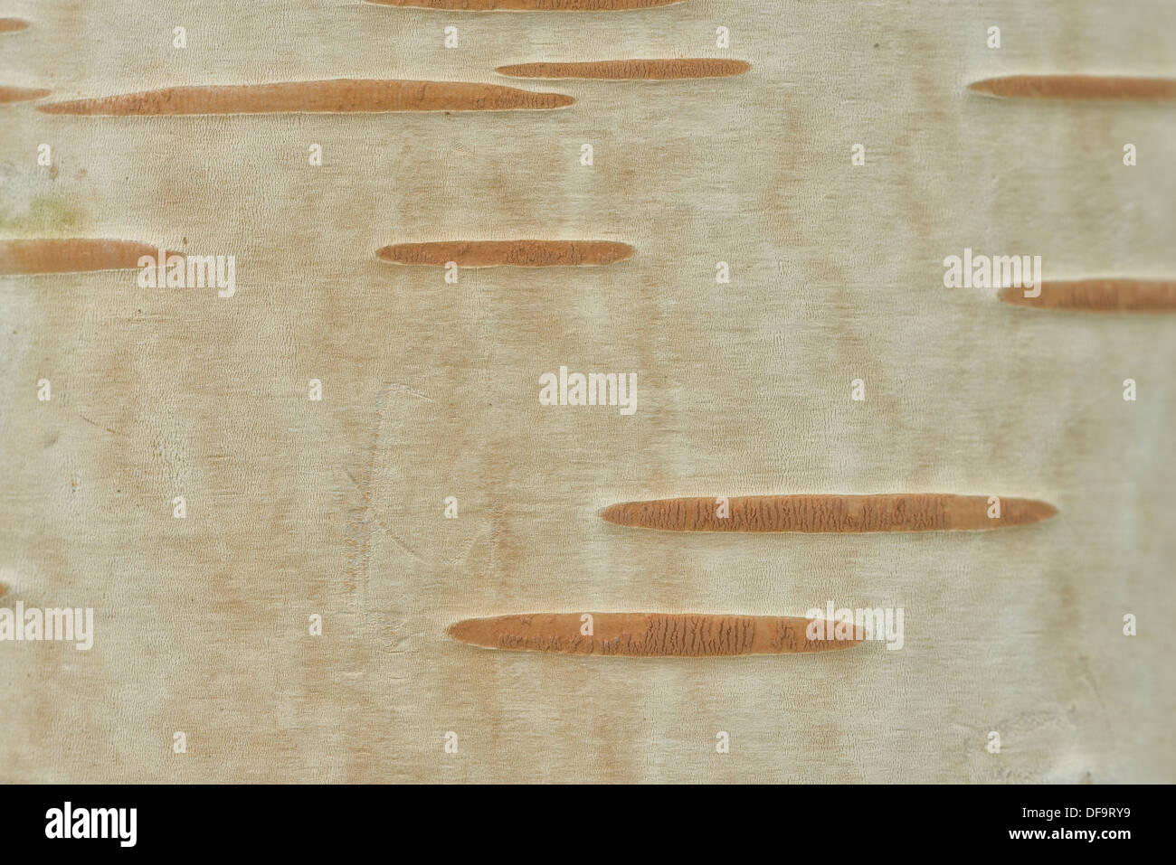 Close up dettaglio della corteccia e il tronco liscio di Himalayan betulla che mostra il materiale poroso Lenticel contrasta contro la superficie liscia Foto Stock