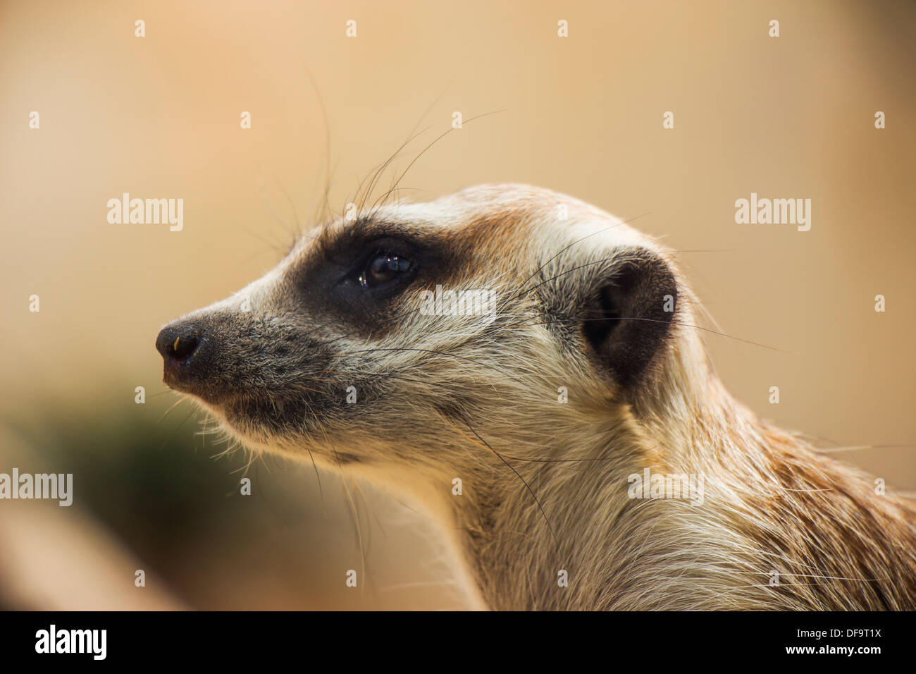 Un Close up ritratto di meerkat Foto Stock