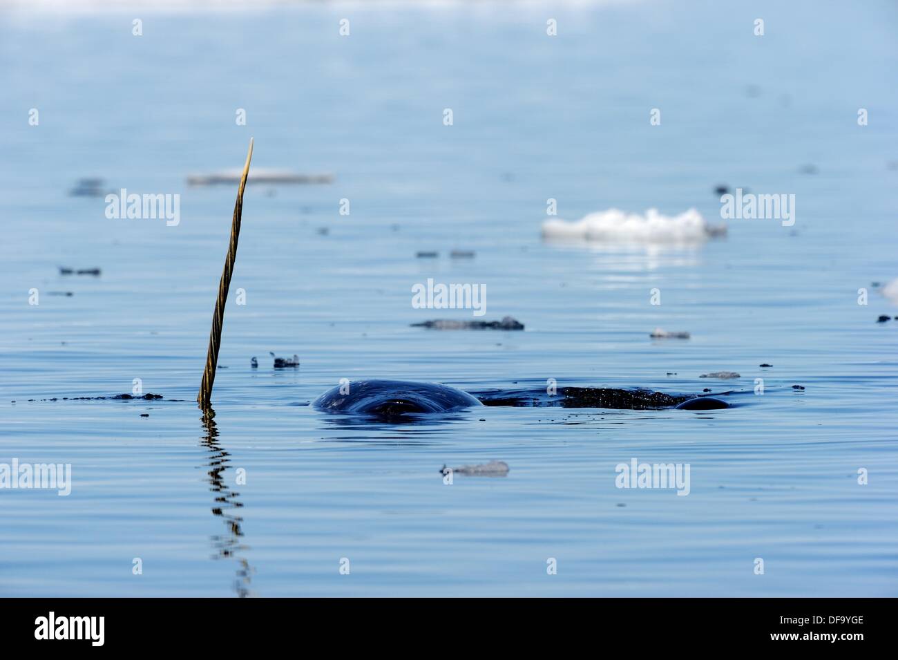 Narwhals mostrando zanne sopra acqua Monodon monoceros Isola Baffin, Nunavut, Canada Foto Stock