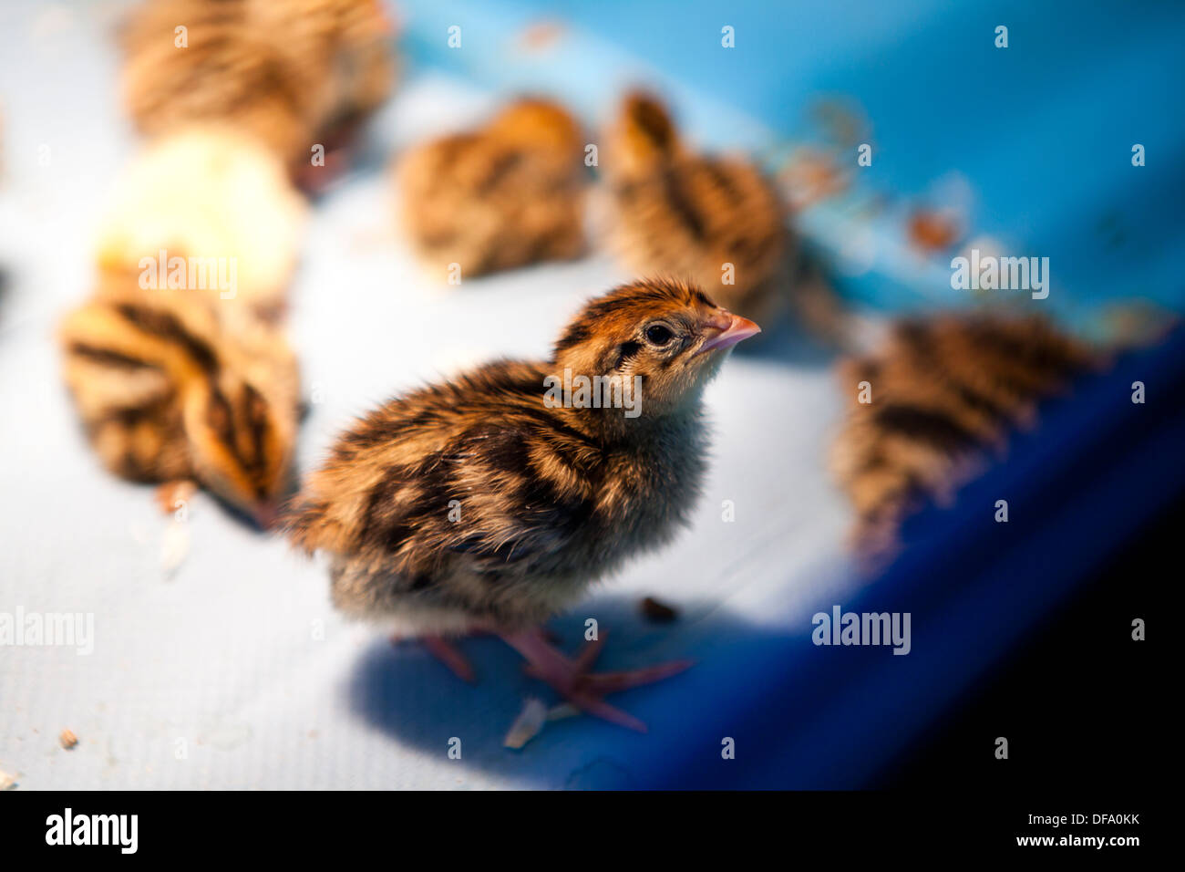 Fattoria degli animali pulcini di quaglia Foto stock - Alamy