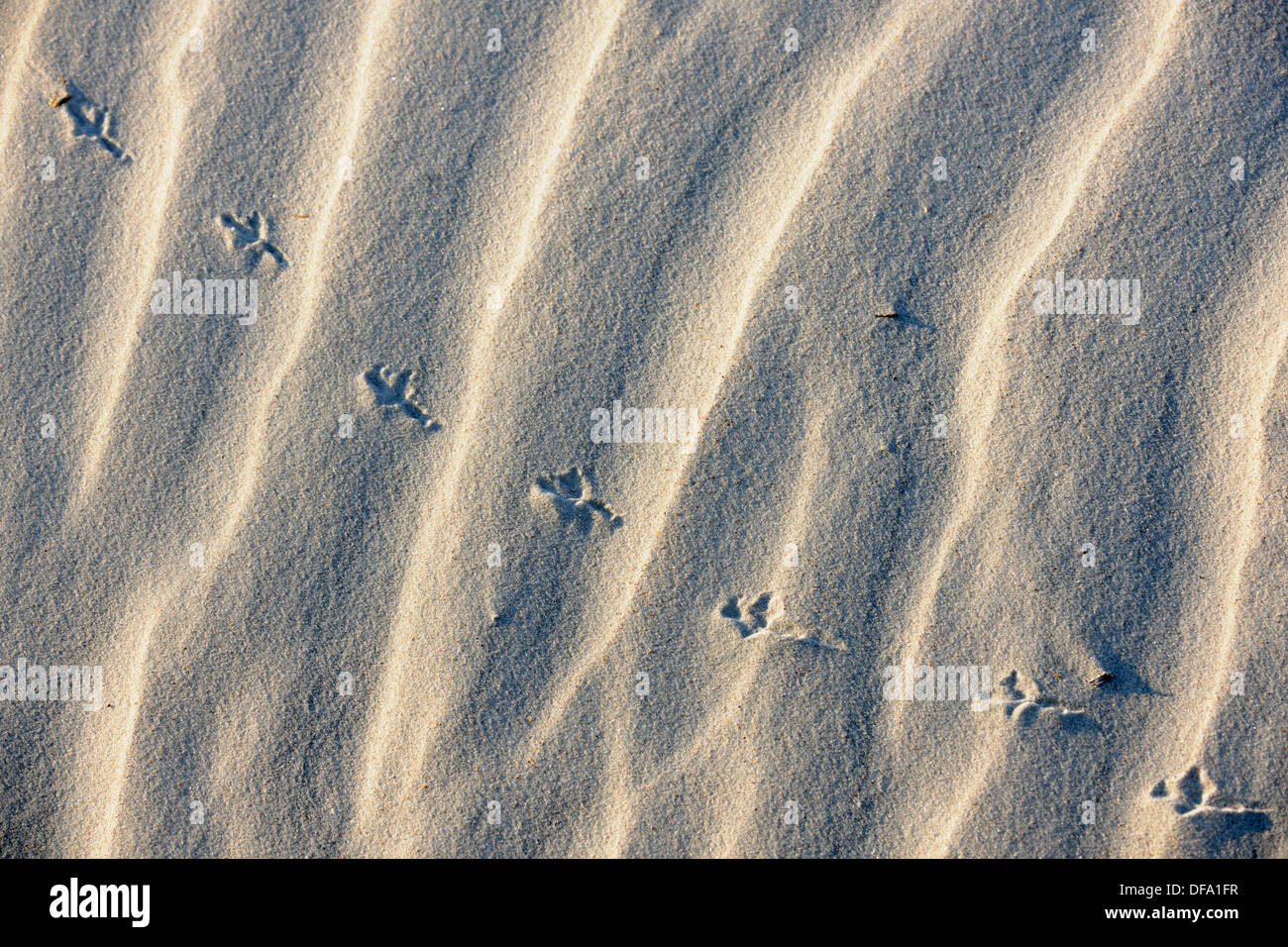 Tracce di uccelli e le ombre in sabbia bianca Foto Stock