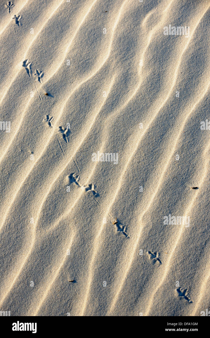 Tracce di uccelli e le ombre in sabbia bianca Foto Stock