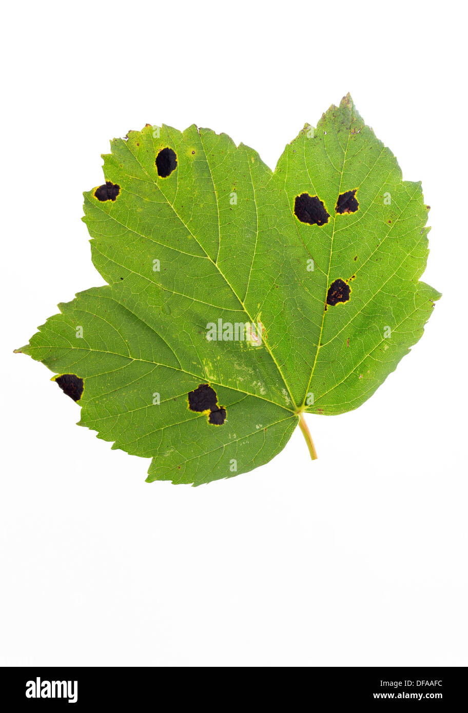 Foglia di acero Acer pseudoplatanus con la macchia di catrame fungo Rhytisma acerinum tagliato fuori REGNO UNITO Foto Stock