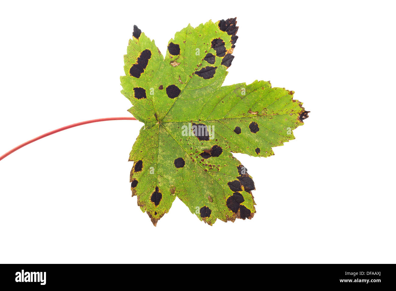 Foglia di acero Acer pseudoplatanus con la macchia di catrame fungo Rhytisma acerinum e anche Red Pustule Galli causate da acari REGNO UNITO Foto Stock