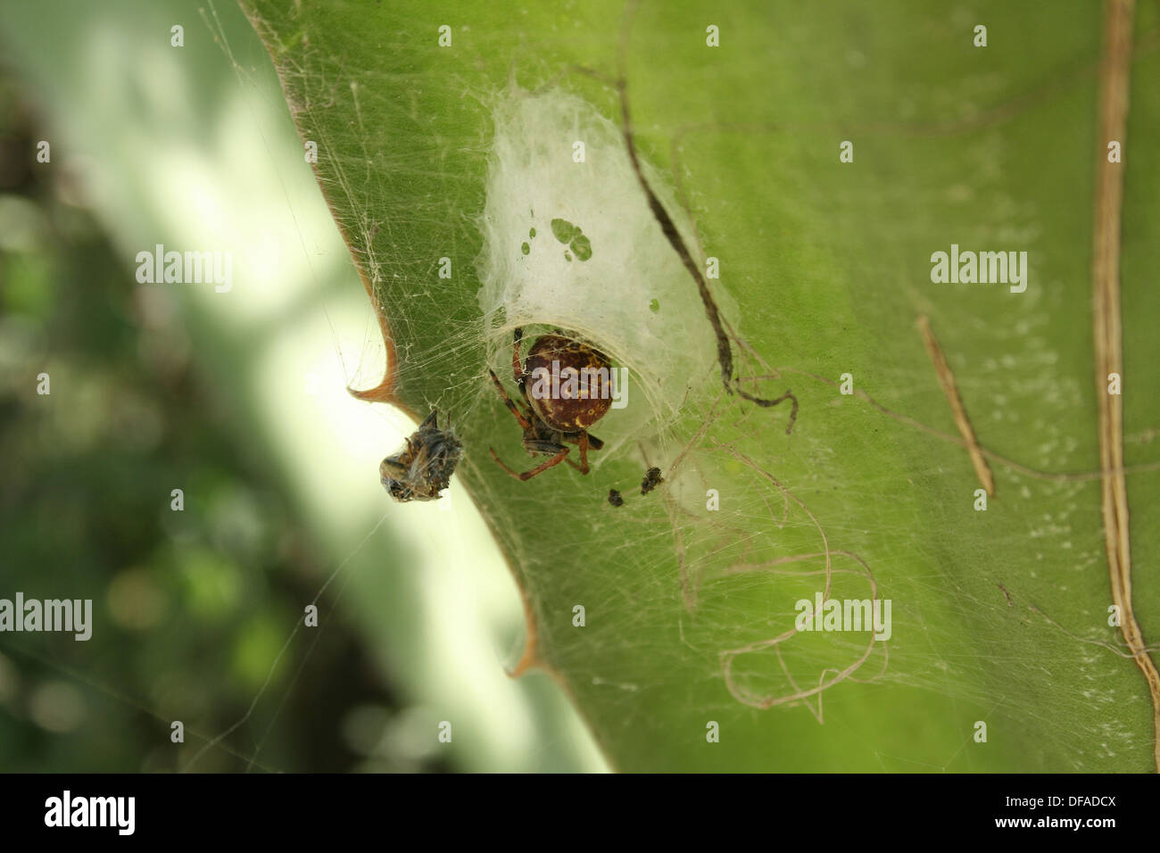 Un Orb Weaver Spider nel suo nido su una pianta in Cotacachi, Ecuador Foto Stock