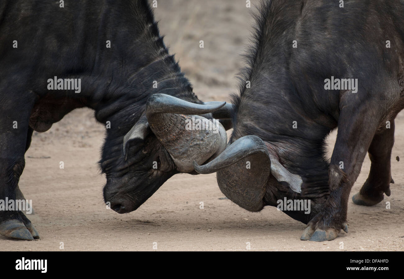 Due paesi africani buffalo tori combattimenti Foto Stock