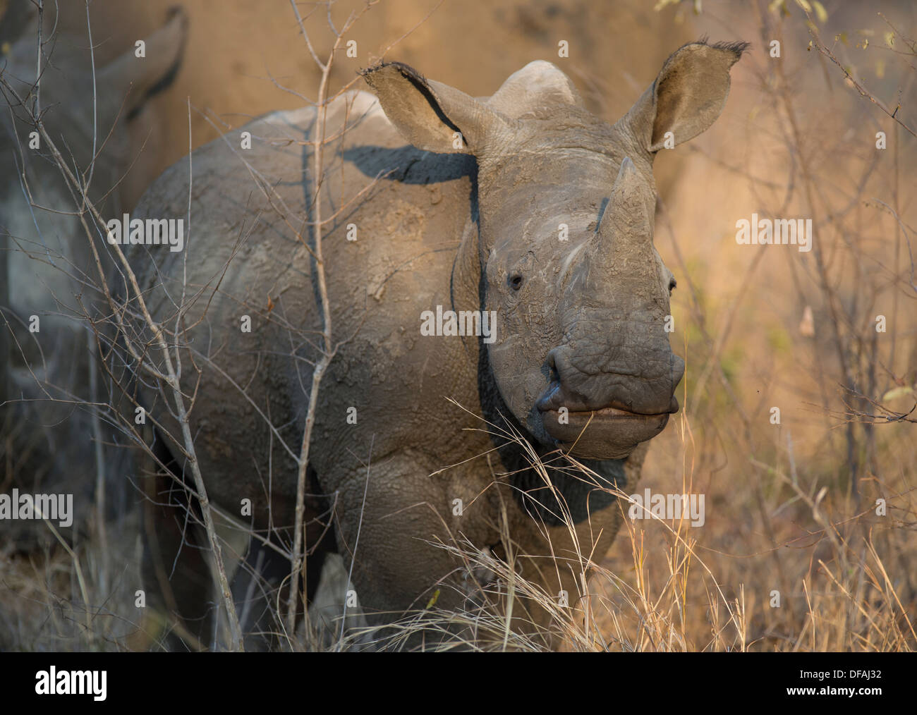Giovani rinoceronte bianco di fronte alla fotocamera Foto Stock