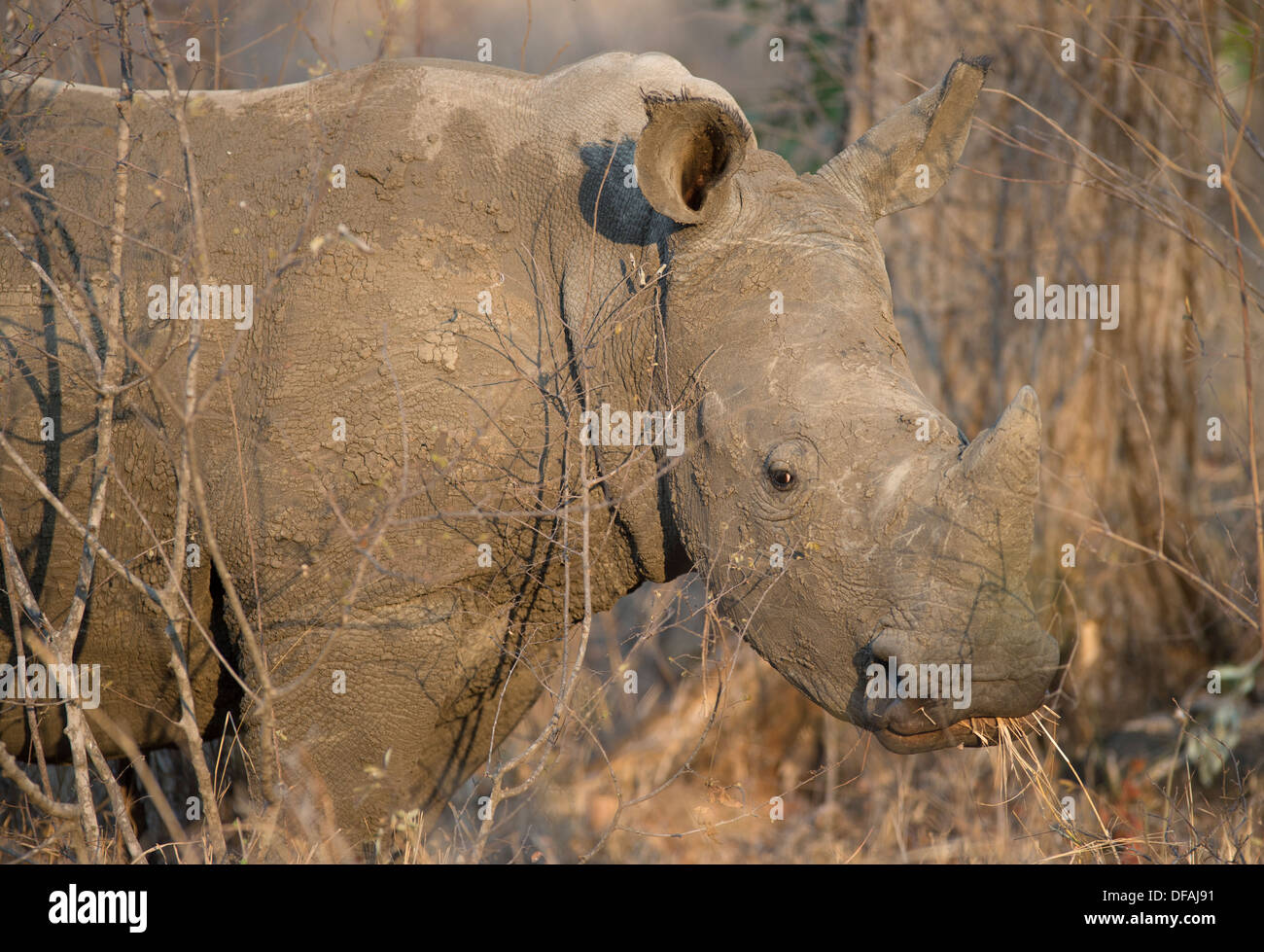 Giovani rinoceronte bianco in piedi sul profilo Foto Stock