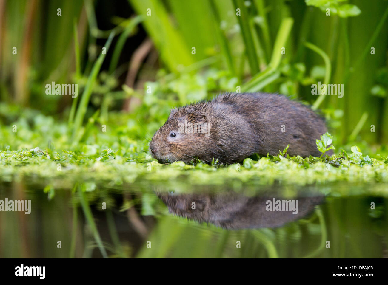 British acqua Vole (Arvicola amphibius) tra il fogliame in un fiume nel Kent, England, Regno Unito Foto Stock
