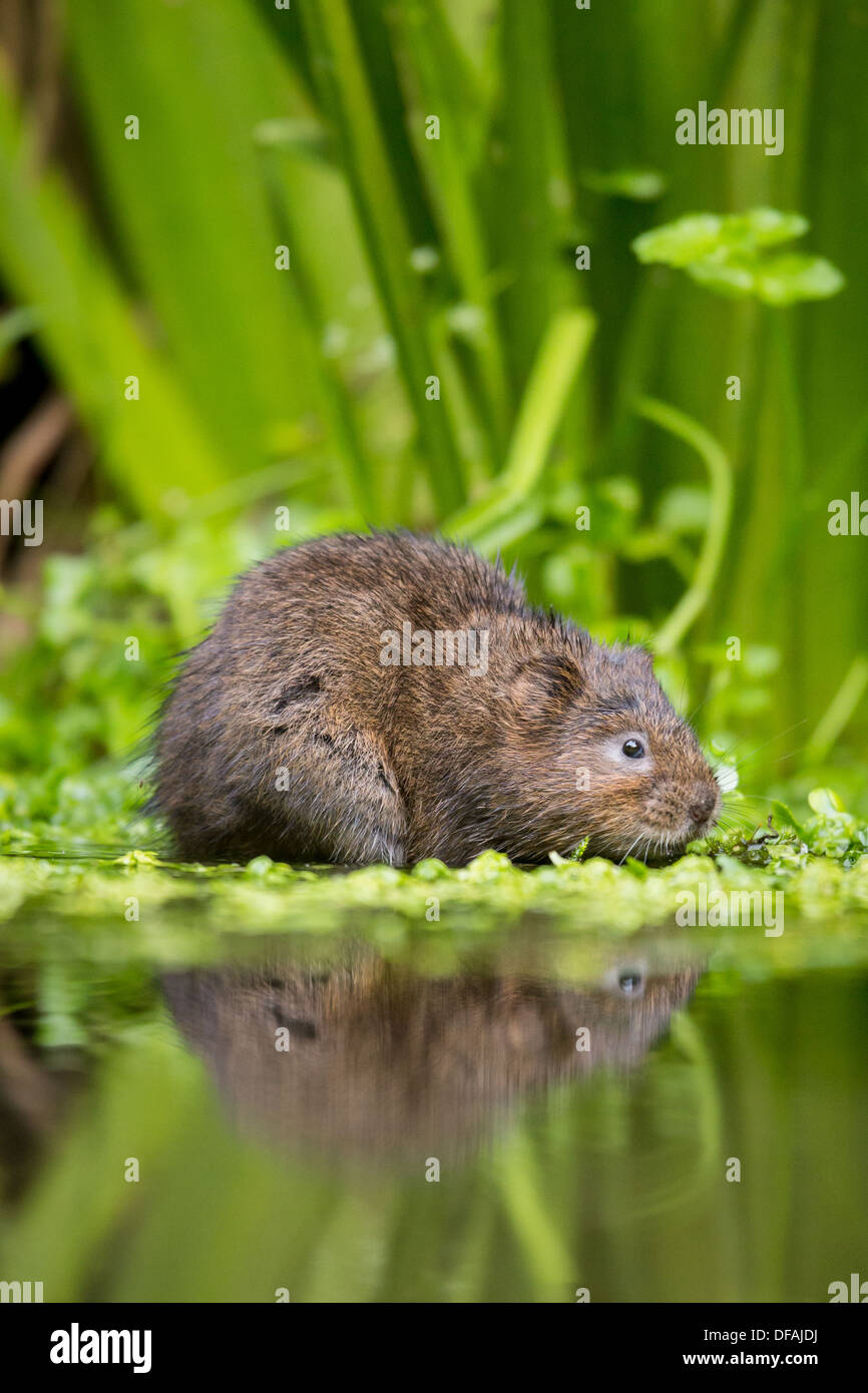British acqua Vole (Arvicola amphibius) tra il fogliame in un fiume nel Kent, England, Regno Unito Foto Stock