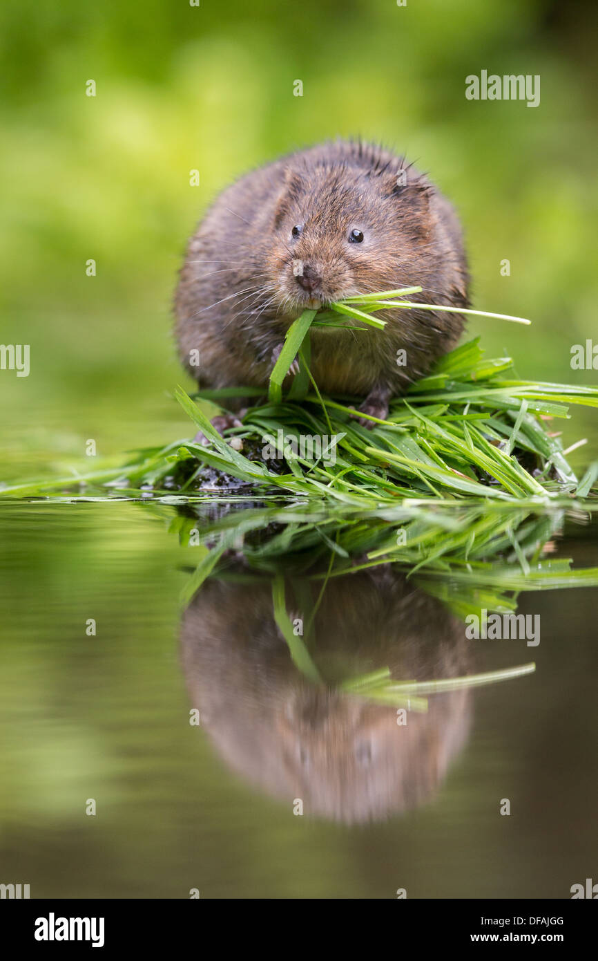 British acqua Vole (Arvicola amphibius) alimentazione sull'erba su una roccia in un fiume nel Kent, England, Regno Unito Foto Stock