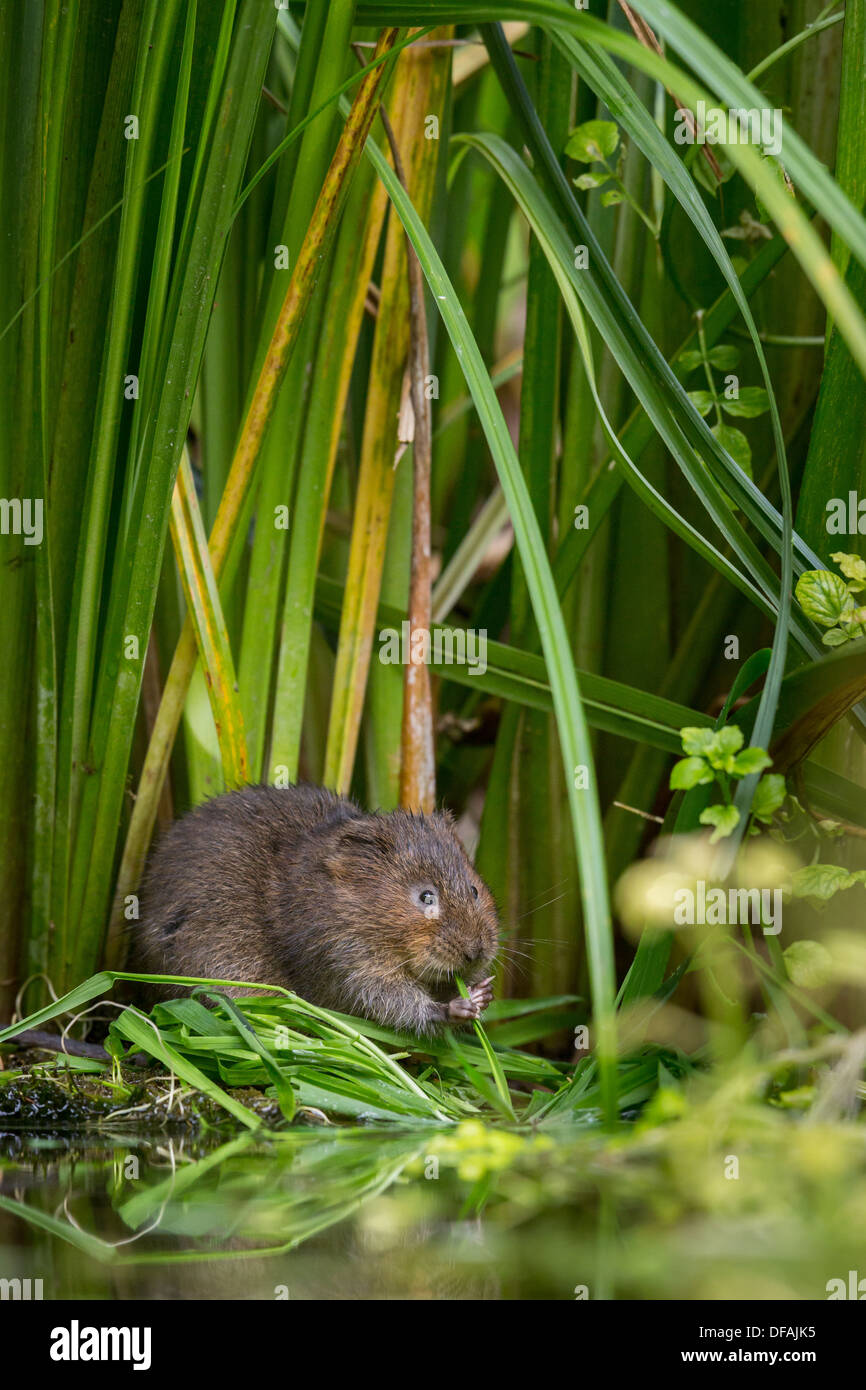 British acqua Vole (Arvicola amphibius) tra il fogliame in un fiume nel Kent, England, Regno Unito Foto Stock