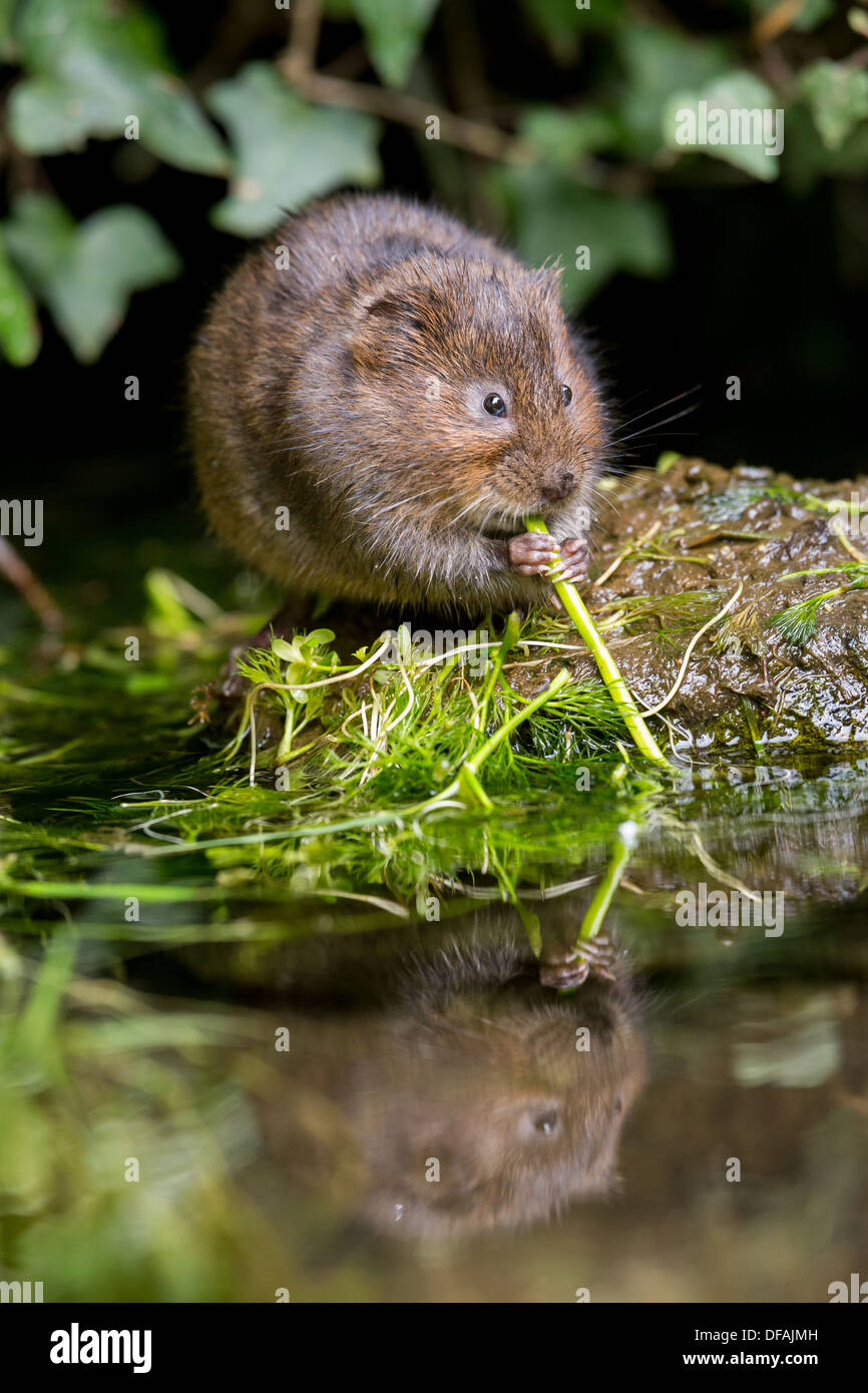 British acqua Vole (Arvicola amphibius) alimentazione su una roccia in un fiume nel Kent, England, Regno Unito Foto Stock