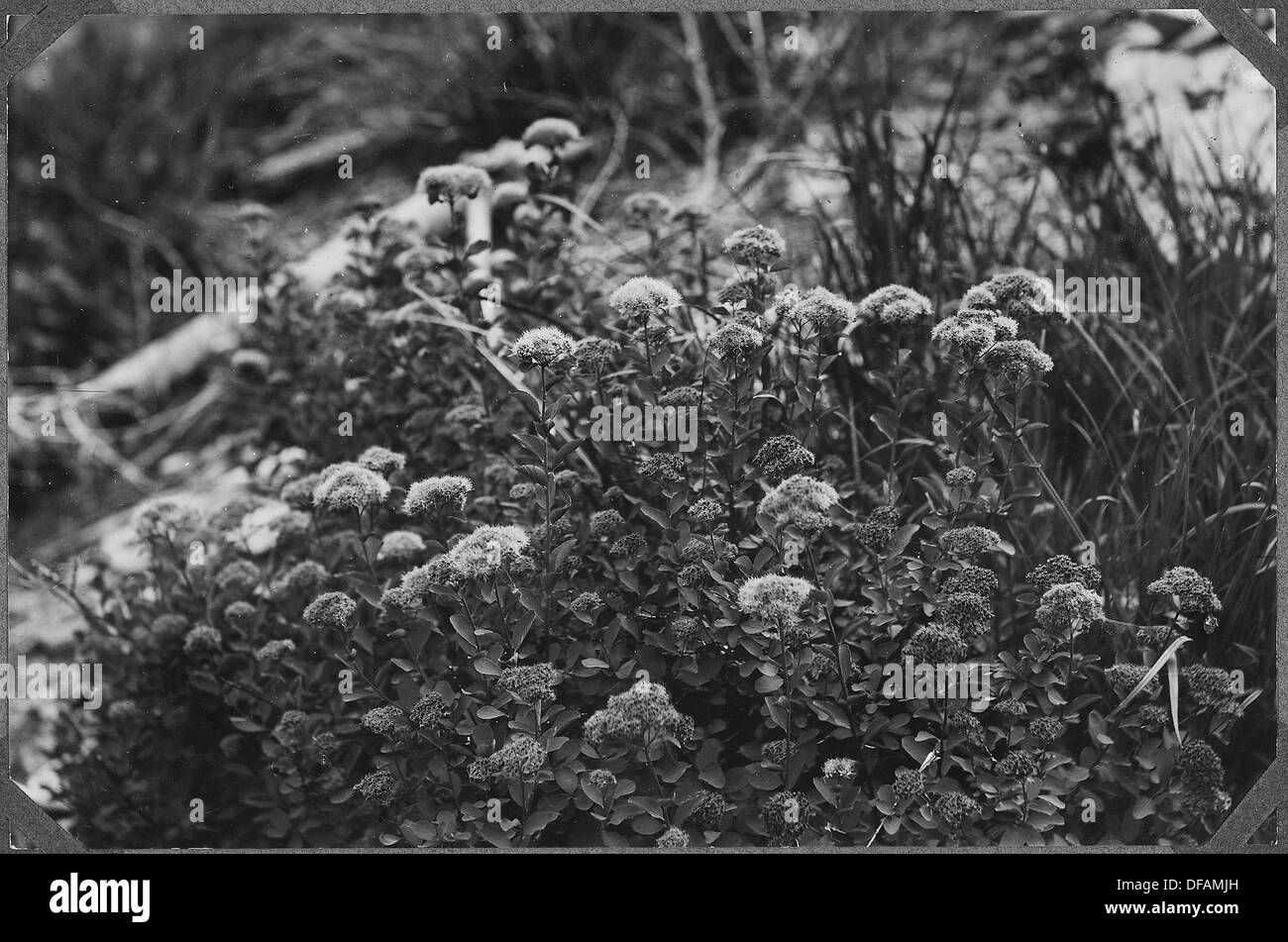 Questa immagine mostra Spiraea Densiflora, una specie di arbusto fiorito conosciuta per i suoi densi ammassi di piccoli fiori bianchi. È originaria di alcune parti dell'Asia ed è comunemente usata nel giardinaggio ornamentale. Foto Stock